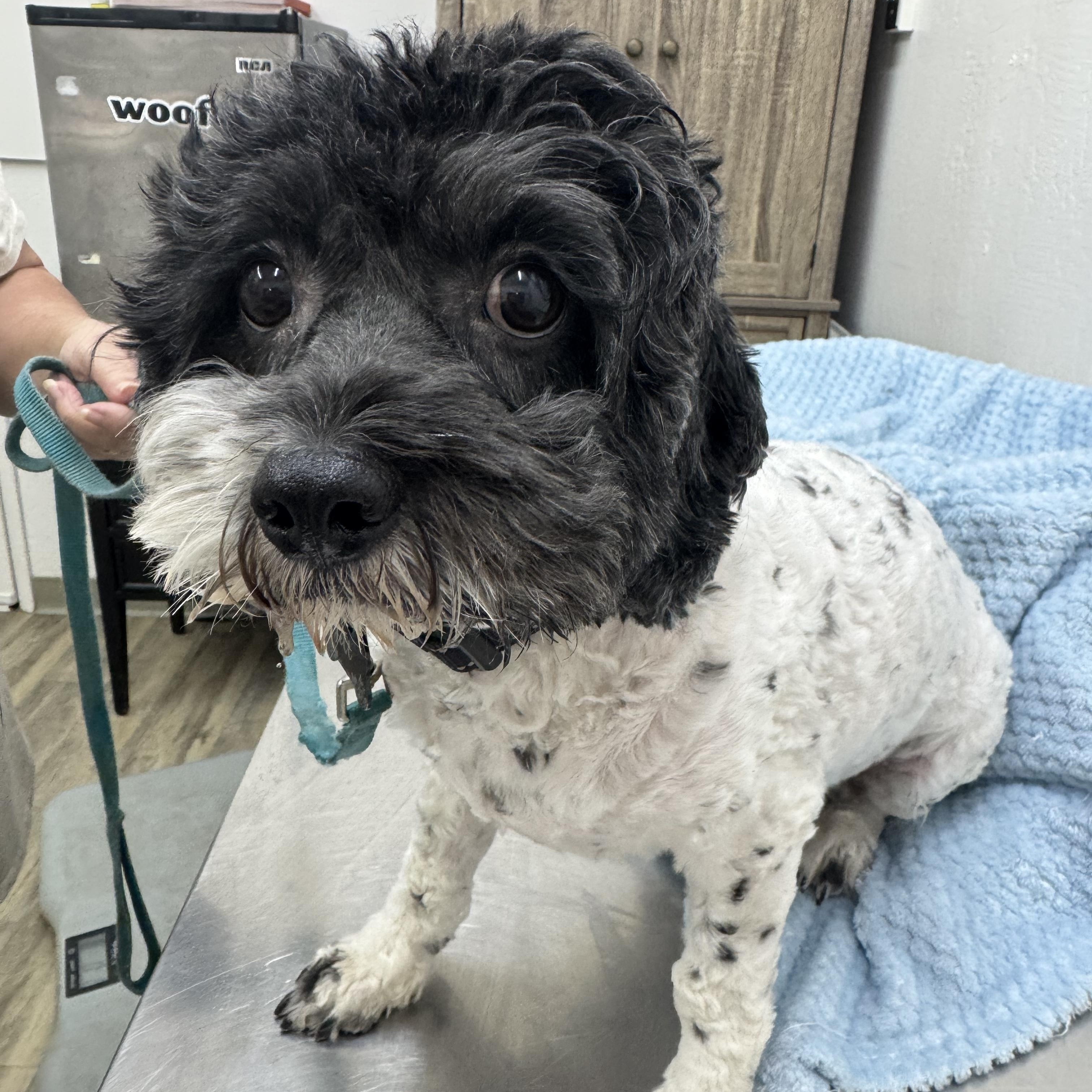 Jett, an adoptable Cavapoo in Sonora, CA, 95370 | Photo Image 2