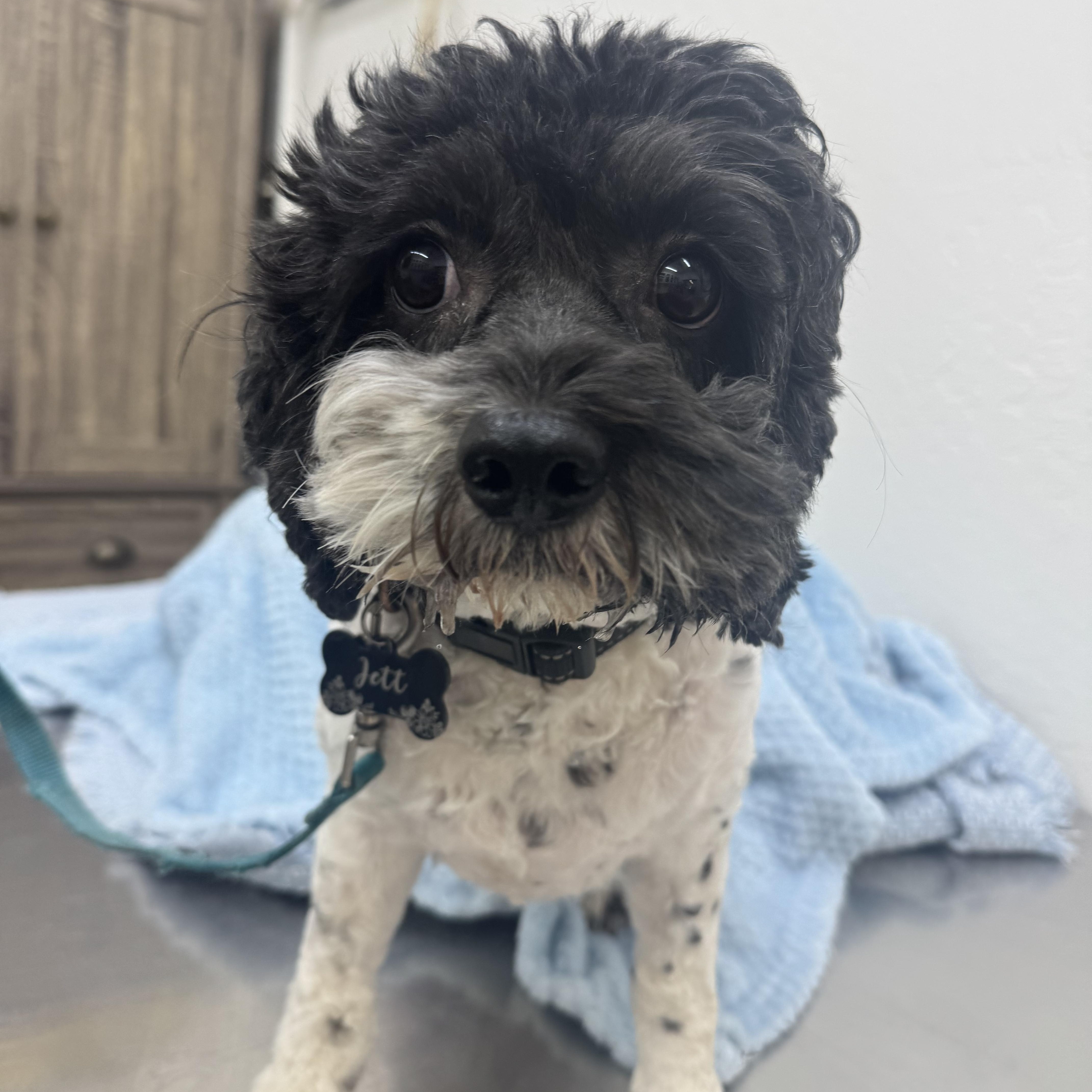 Jett, an adoptable Cavapoo in Sonora, CA, 95370 | Photo Image 1