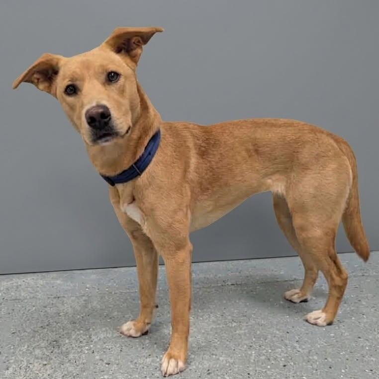 Enola, Adoptable, Adult Female Mixed Breed & Mixed Breed.