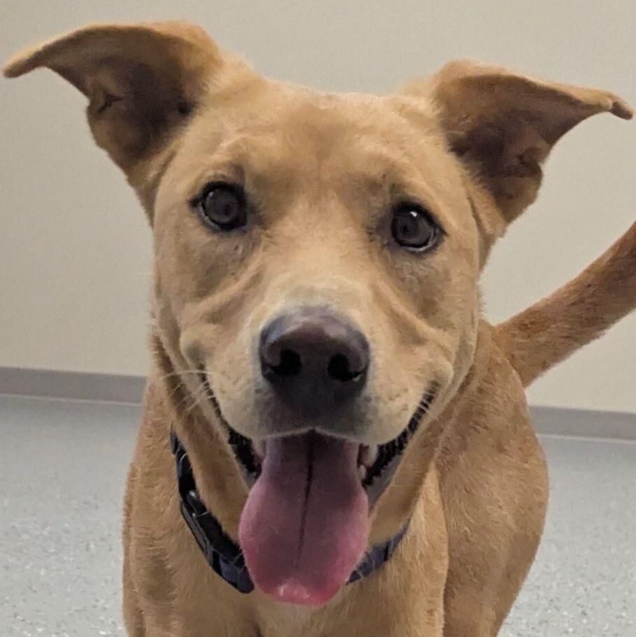 Enlarge Enola, a Adoptable mixed breed in Yankton, SD image 2/6