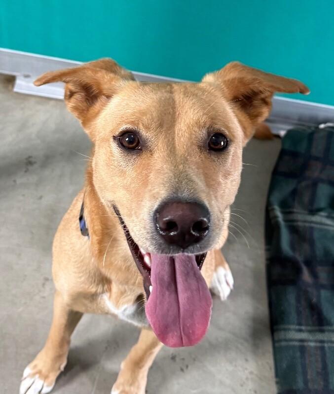 Enlarge Enola, a Adoptable mixed breed in Yankton, SD image 3/6