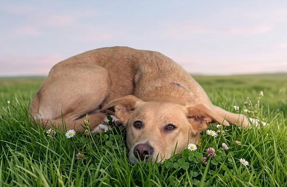 Enlarge Enola, a Adoptable mixed breed in Yankton, SD image 4/6