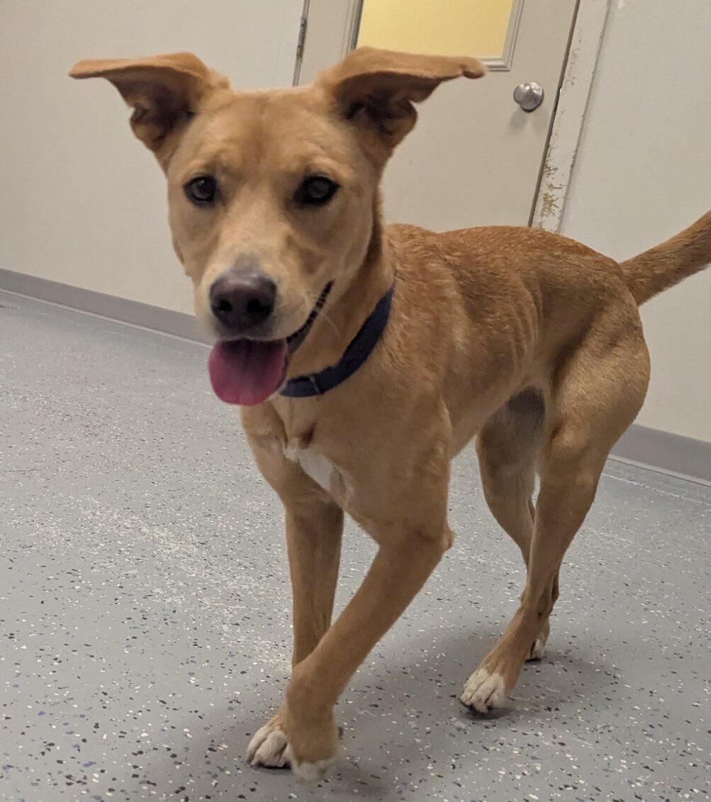 Enlarge Enola, a Adoptable mixed breed in Yankton, SD image 5/6
