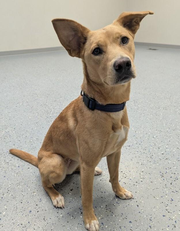 Enlarge Enola, a Adoptable mixed breed in Yankton, SD image 6/6
