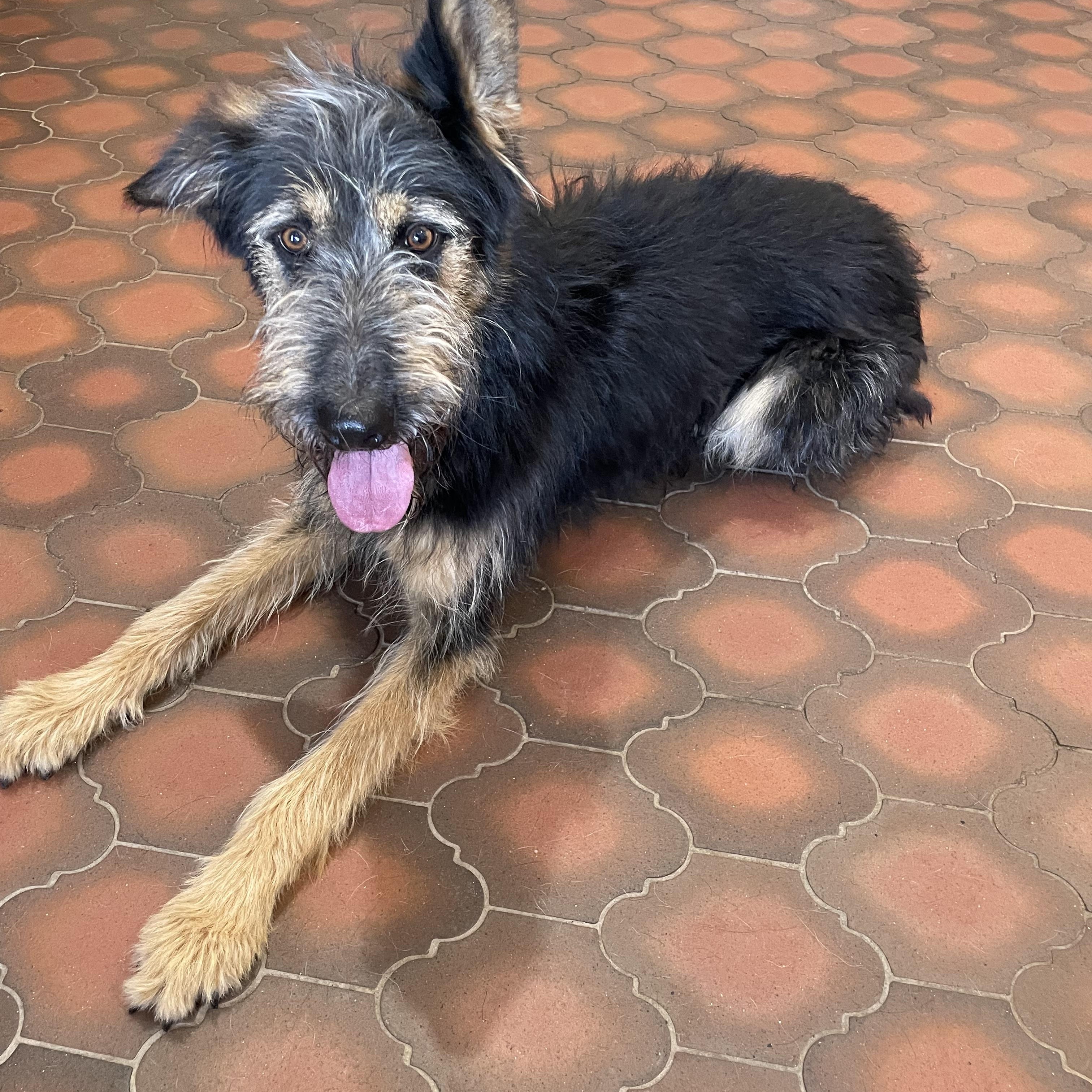 Olaf, Adult Male Standard Poodle