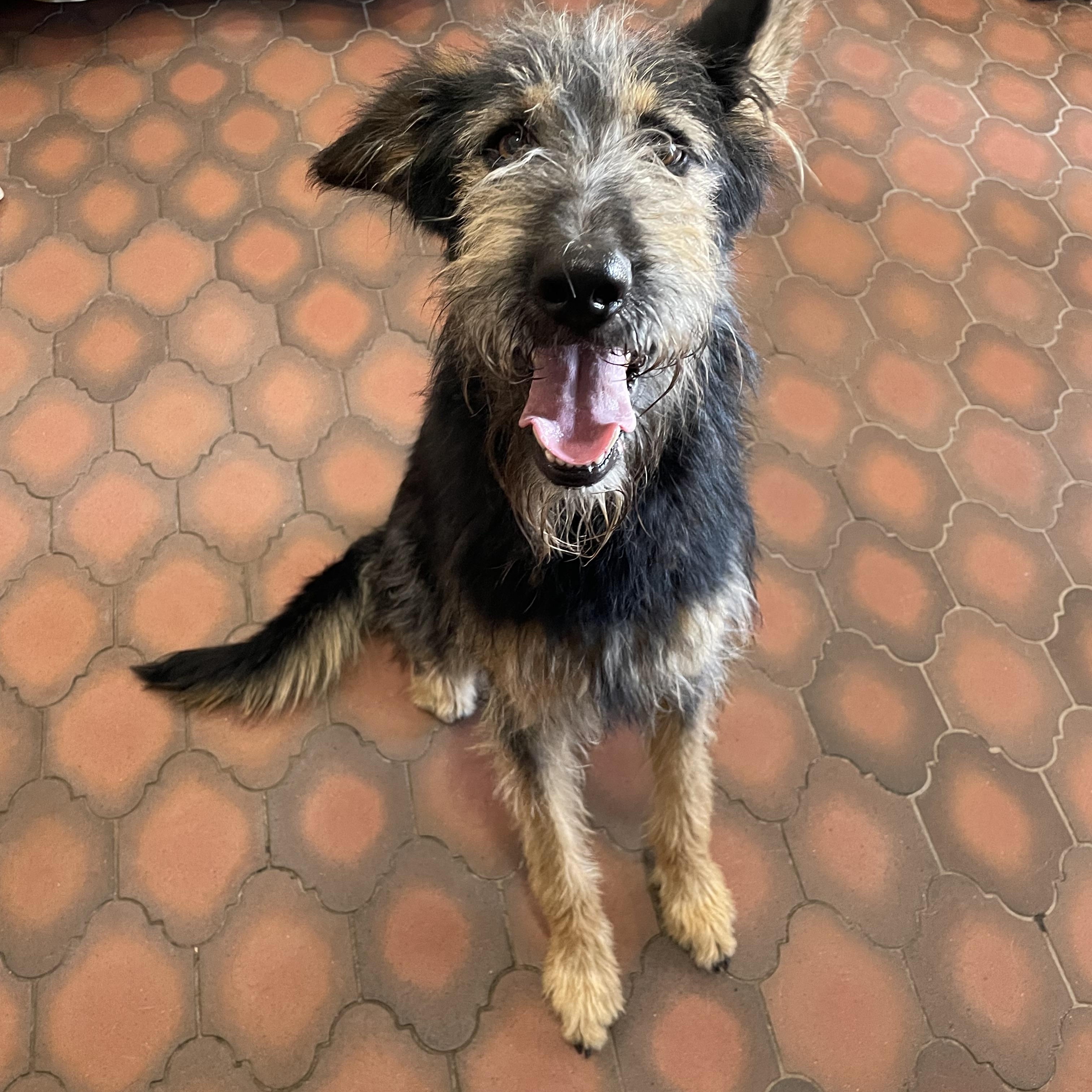 Enlarge Olaf, a Adoptable mixed breed in Phoenix, AZ image 2/4