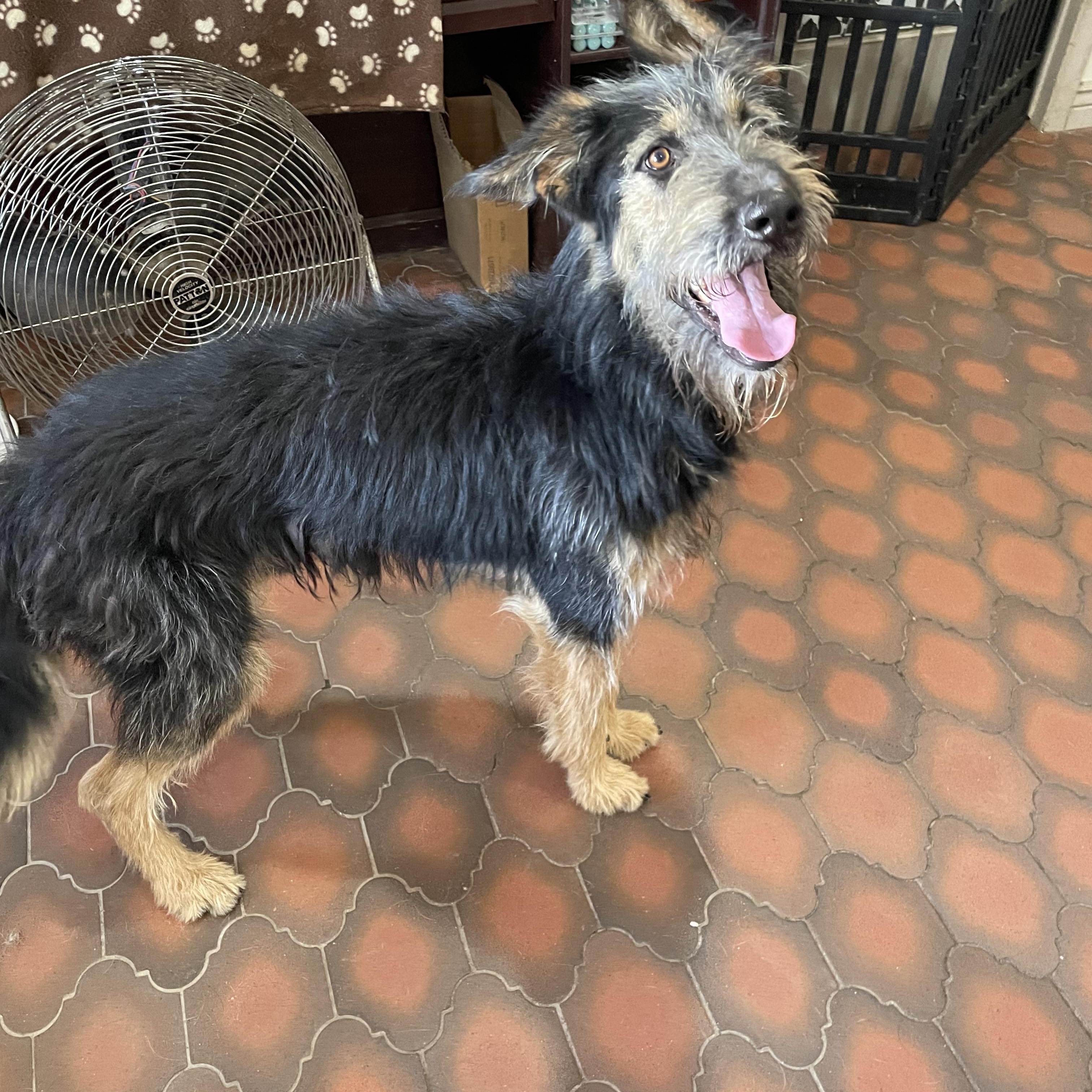 Enlarge Olaf, a Adoptable mixed breed in Phoenix, AZ image 3/4