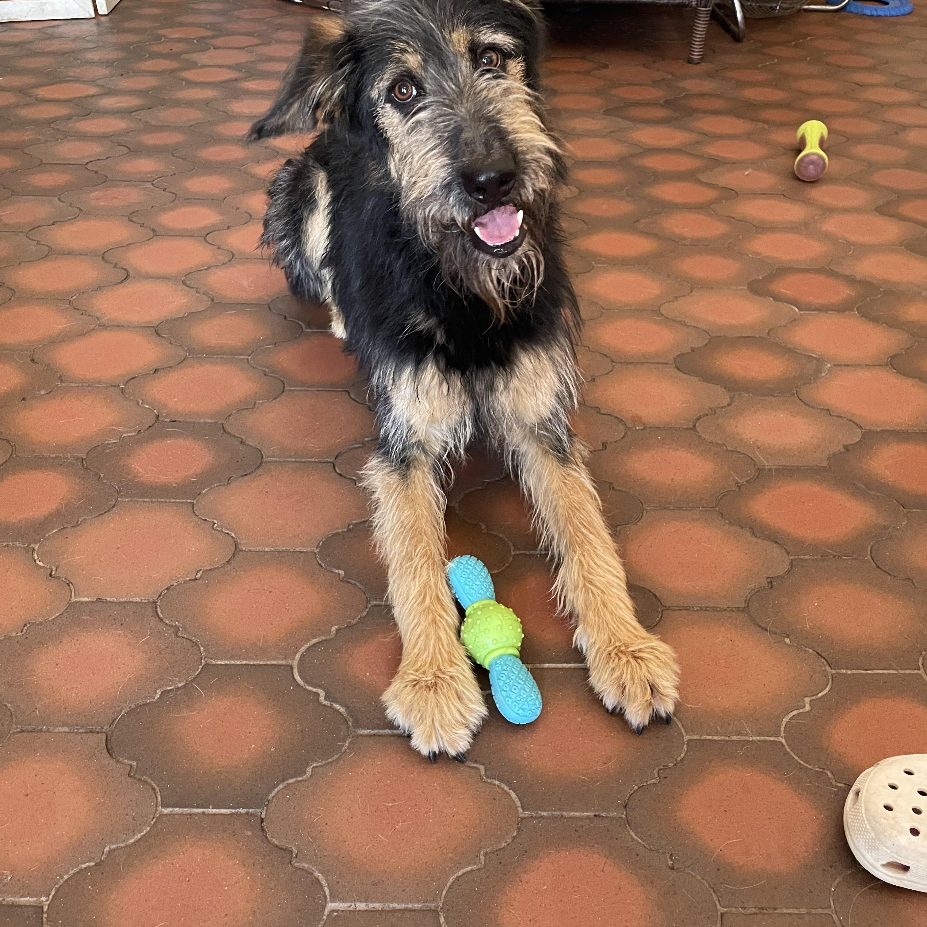 Enlarge Olaf, a Adoptable mixed breed in Phoenix, AZ image 4/4