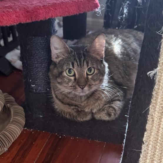 Marigold, Adoptable, Adult Female Domestic Short Hair.