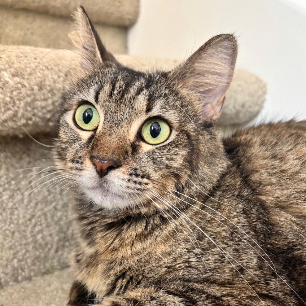 Enlarge Marigold, a Adoptable Domestic Short Hair in League City, TX image 2/2