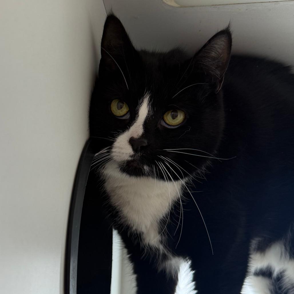 Luna, Adoptable, Adult Female Domestic Short Hair.