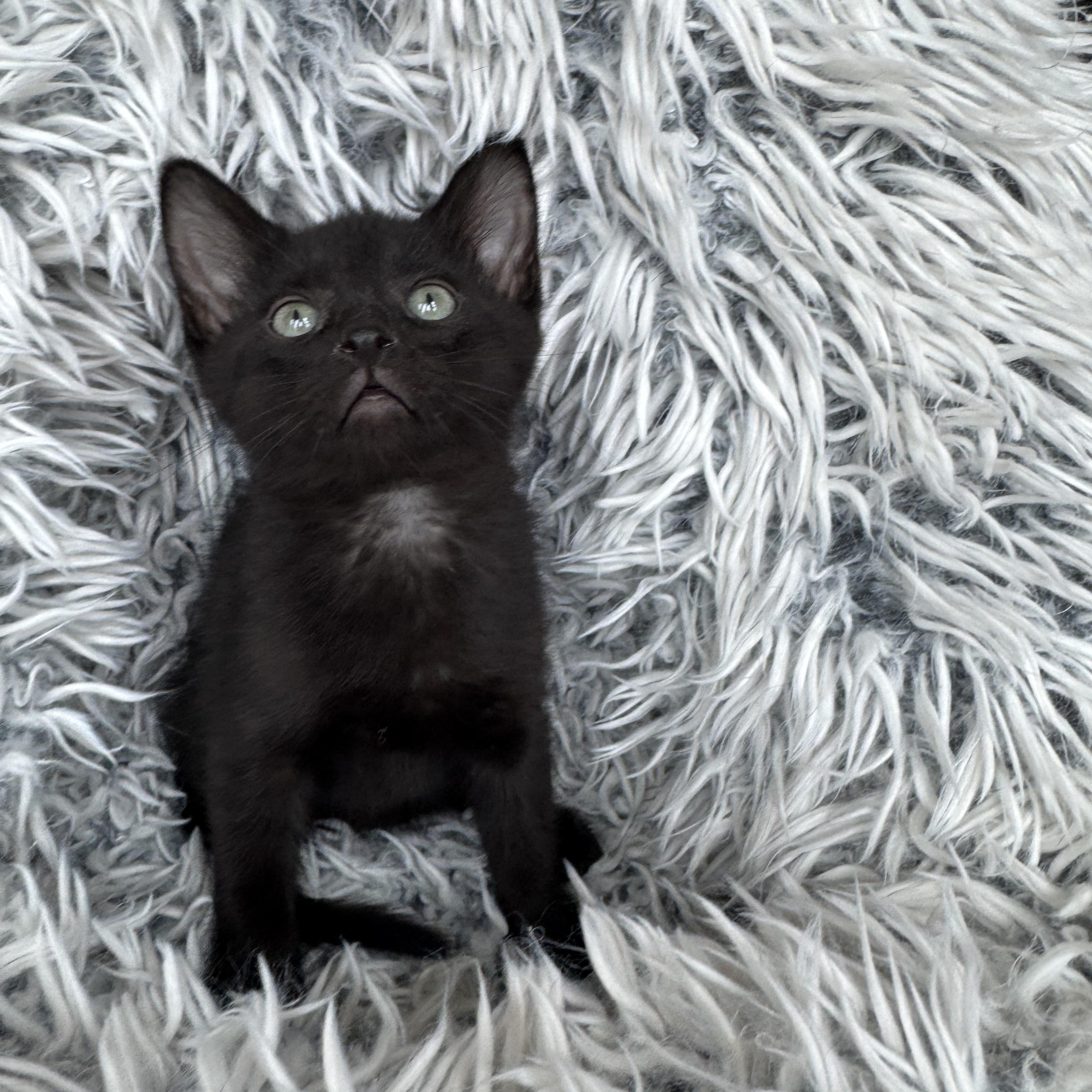Enlarge Niko, a ADOPTABLE Domestic Short Hair in Bonney Lake, WA image 6/6
