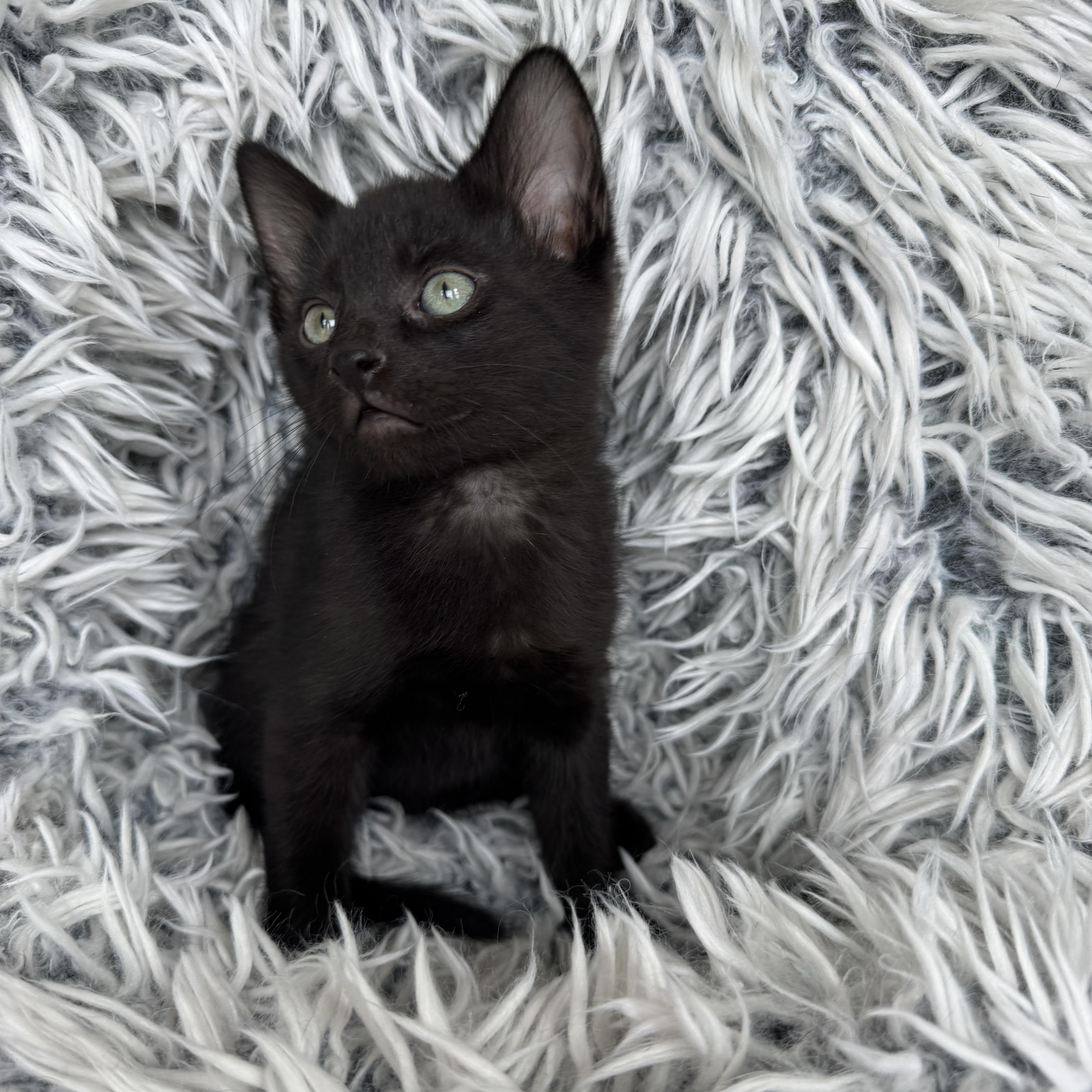 Enlarge Niko, a ADOPTABLE Domestic Short Hair in Bonney Lake, WA image 4/6