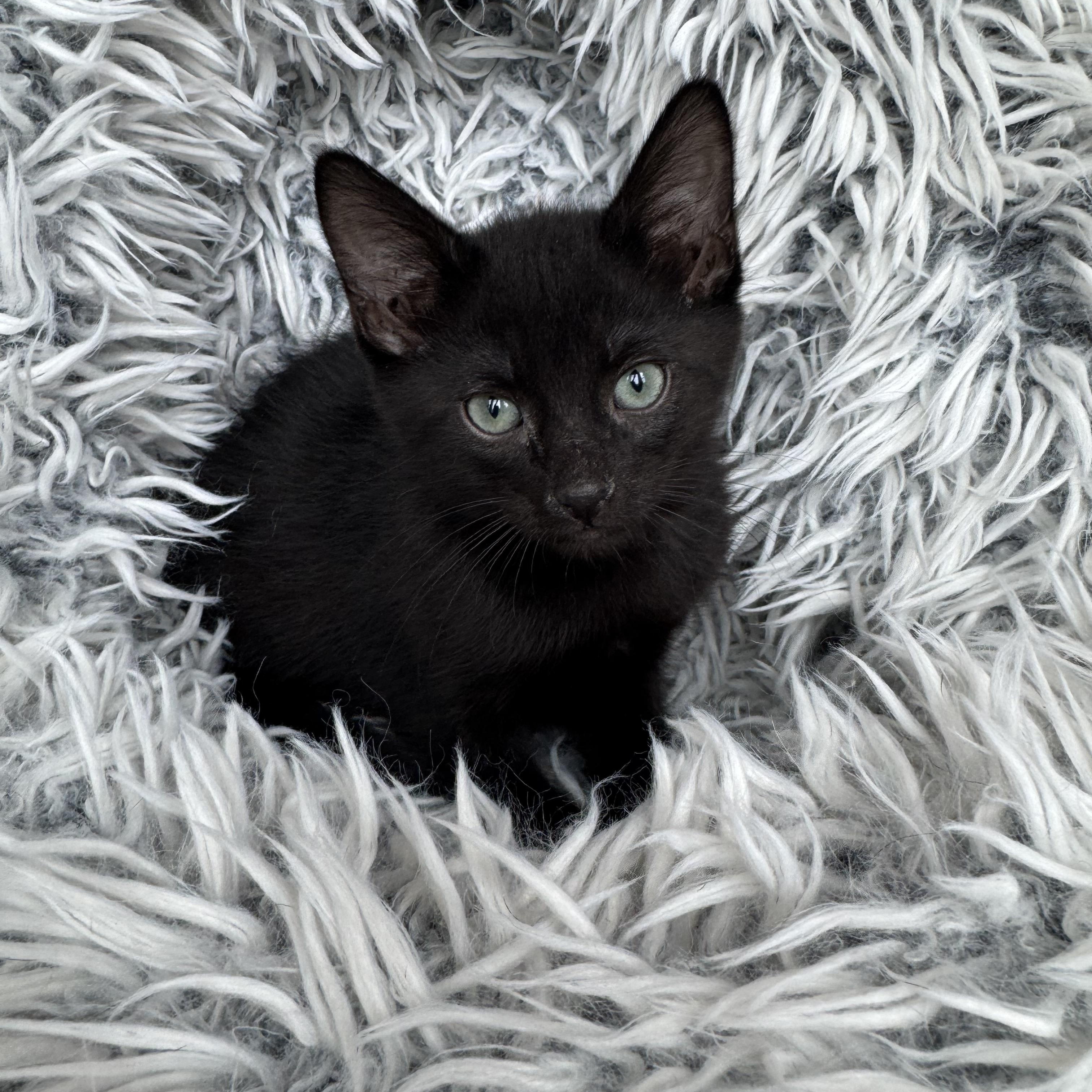 Niko, ADOPTABLE, Kitten Female Domestic Short Hair.