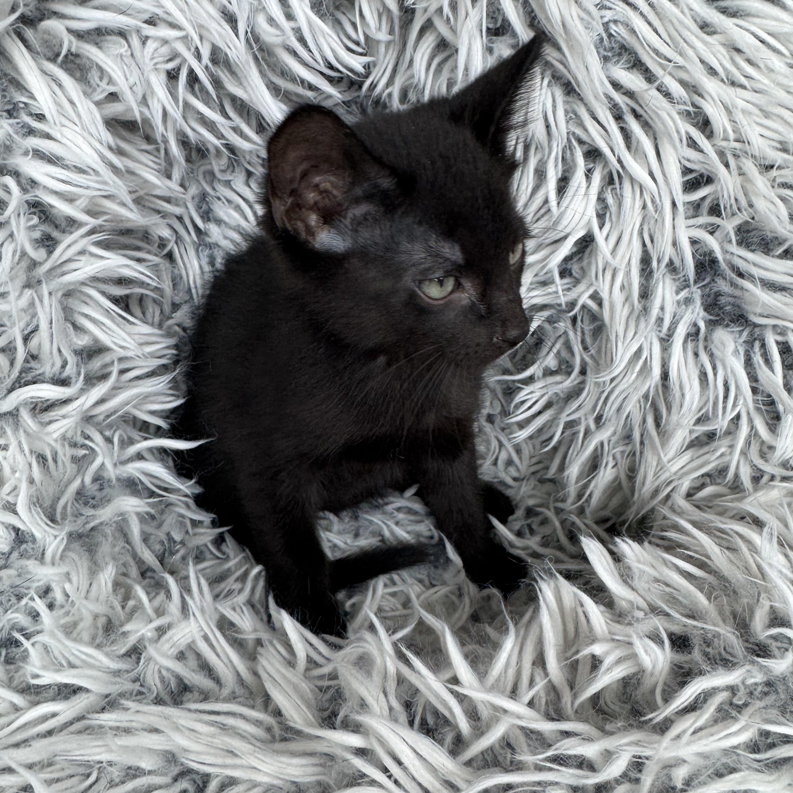 Enlarge Niko, a ADOPTABLE Domestic Short Hair in Bonney Lake, WA image 5/6