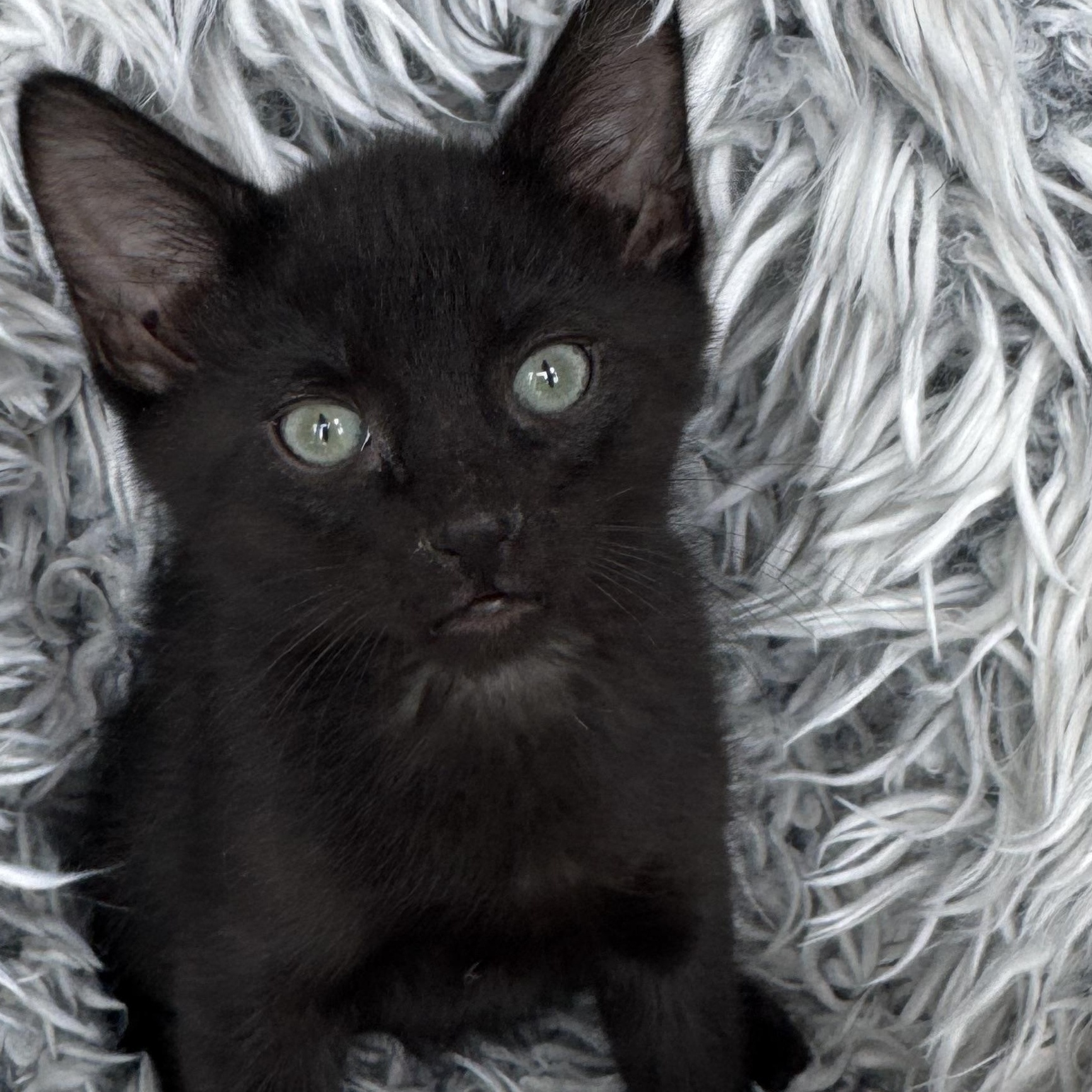 Enlarge Niko, a ADOPTABLE Domestic Short Hair in Bonney Lake, WA image 2/6