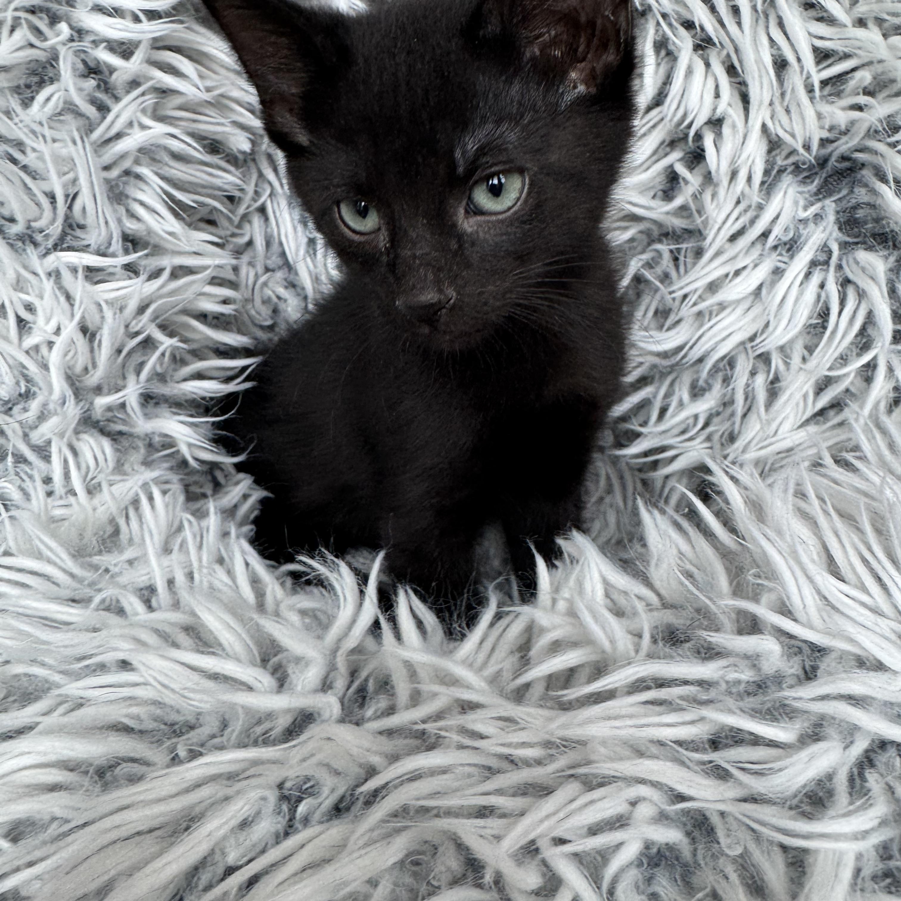 Enlarge Niko, a ADOPTABLE Domestic Short Hair in Bonney Lake, WA image 3/6