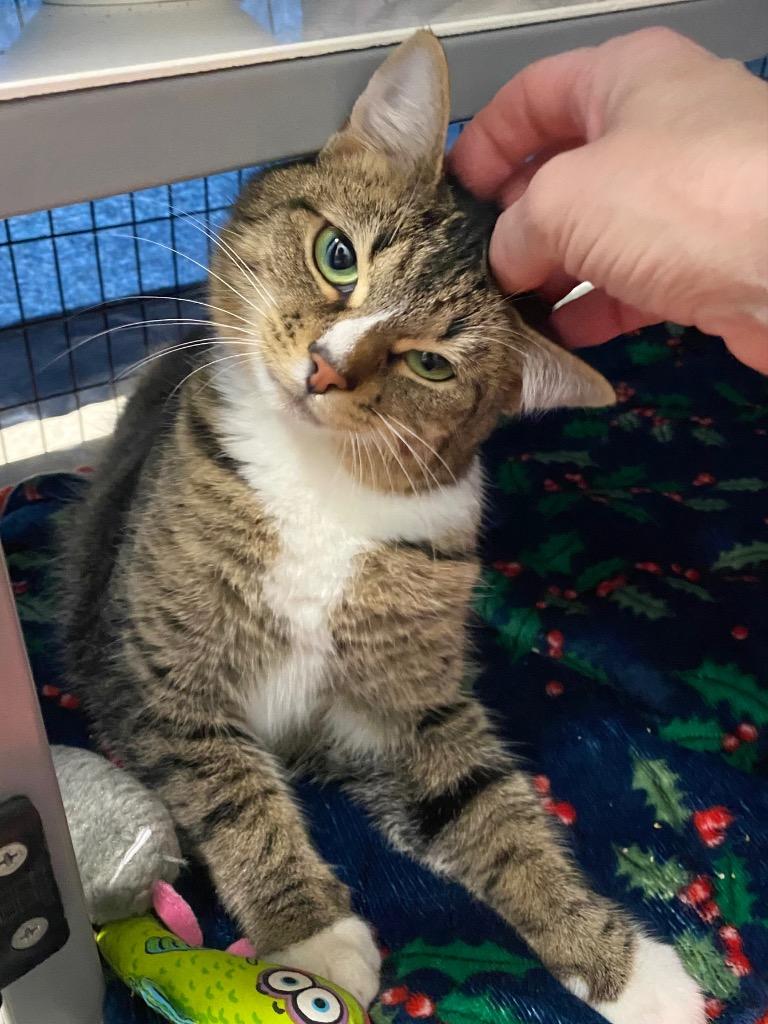 Enlarge Stoobi, a Adoptable mixed breed in Grants Pass, OR image 1/2