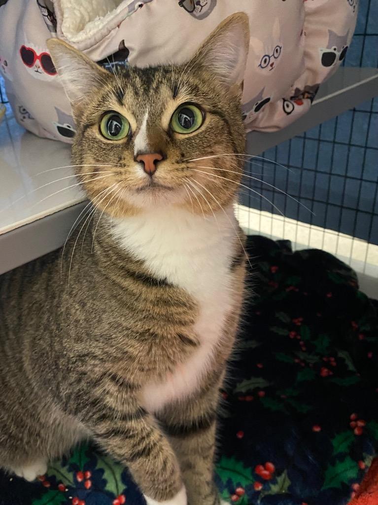 Enlarge Stoobi, a Adoptable mixed breed in Grants Pass, OR image 2/2