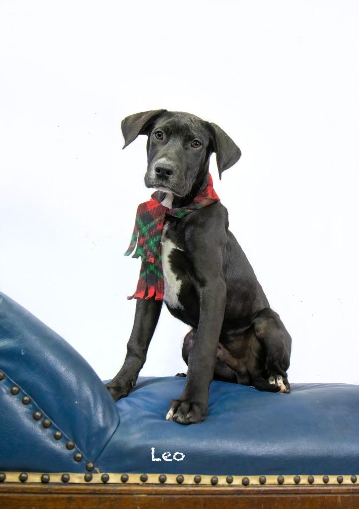 Leo, Adoptable, Puppy Male Labrador Retriever & Hound.