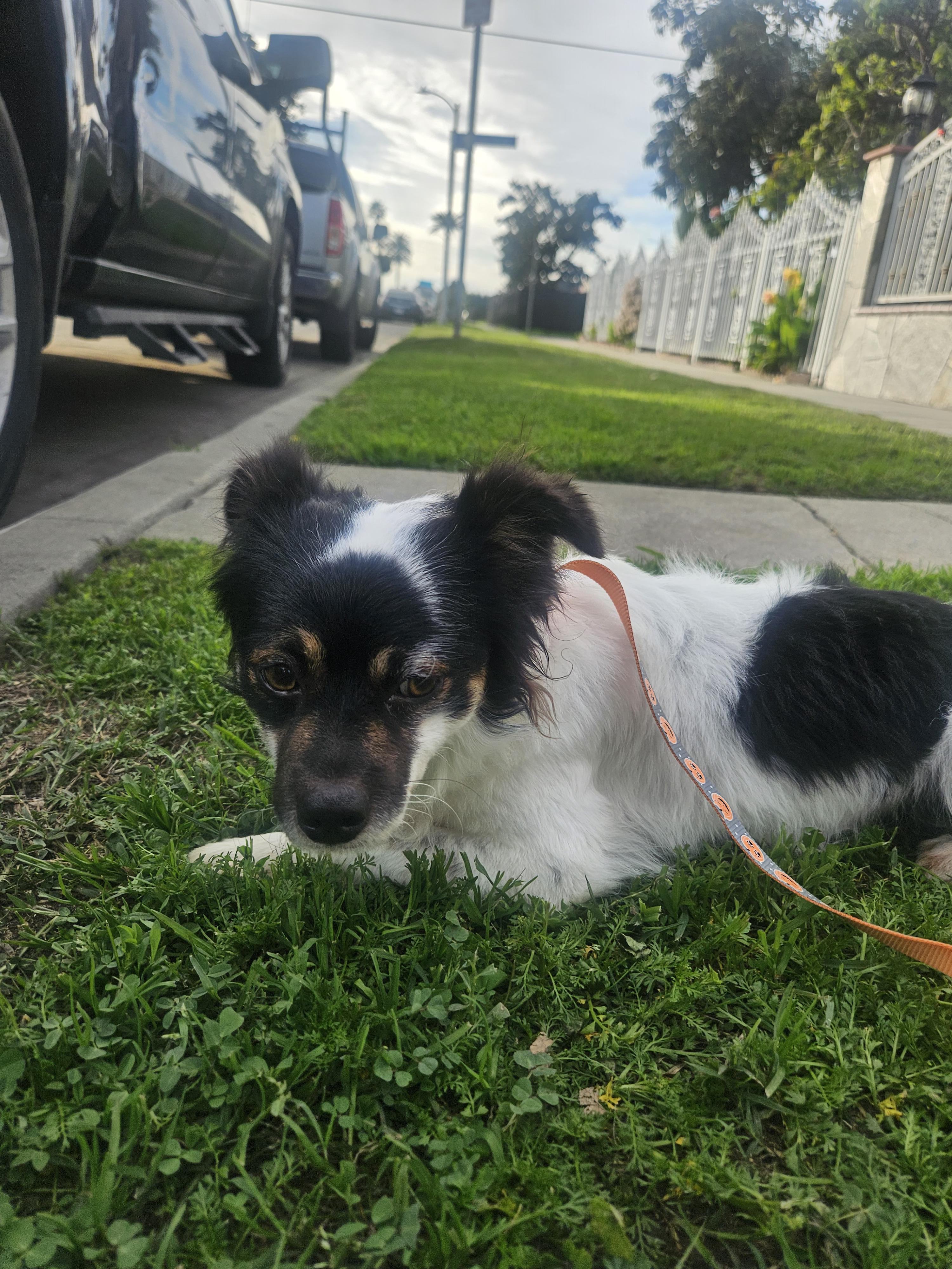 Enlarge Lucky, an adopted mixed breed in Los Angeles, CA image 3/5