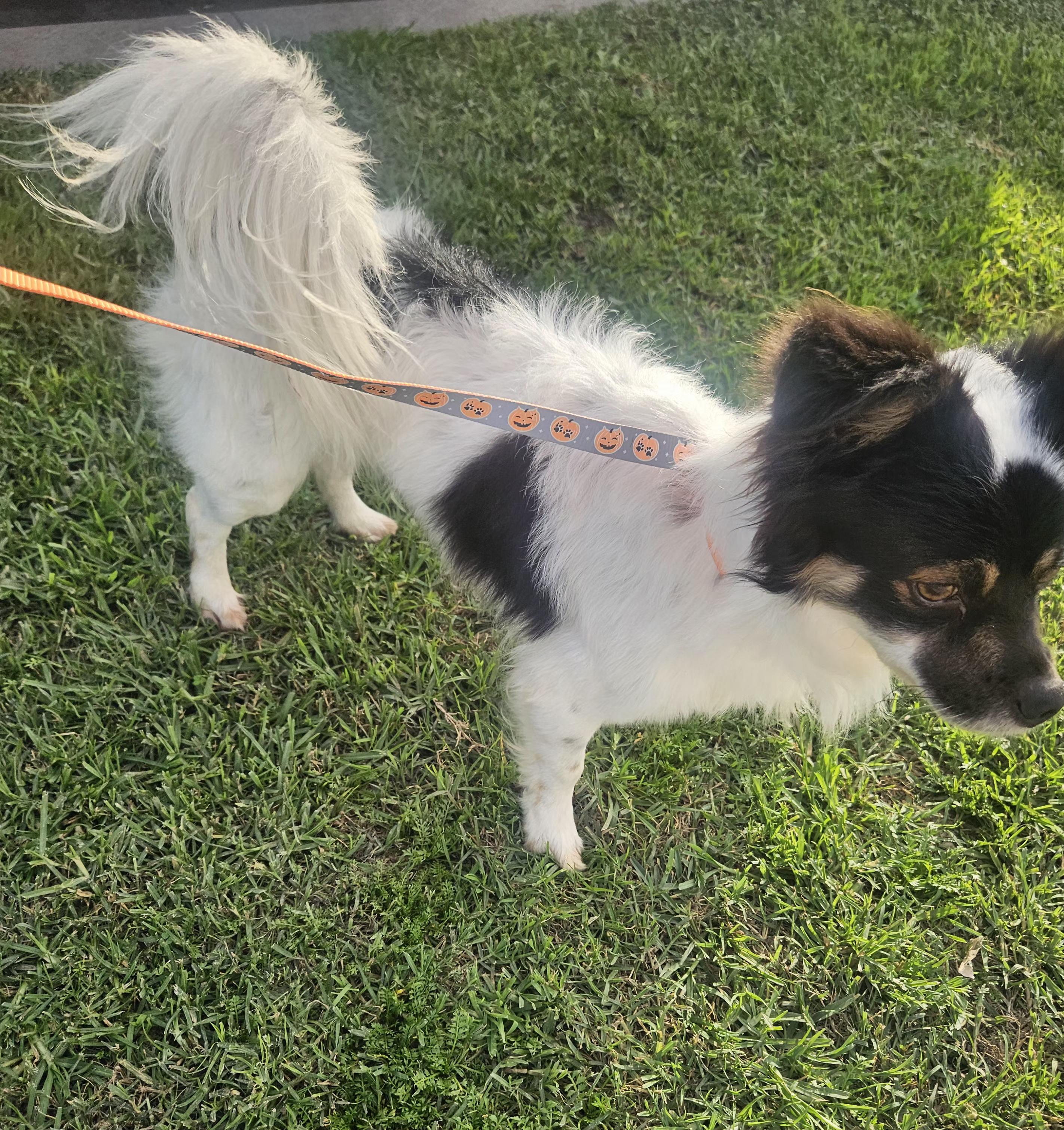 Enlarge Lucky, an adopted mixed breed in Los Angeles, CA image 2/5