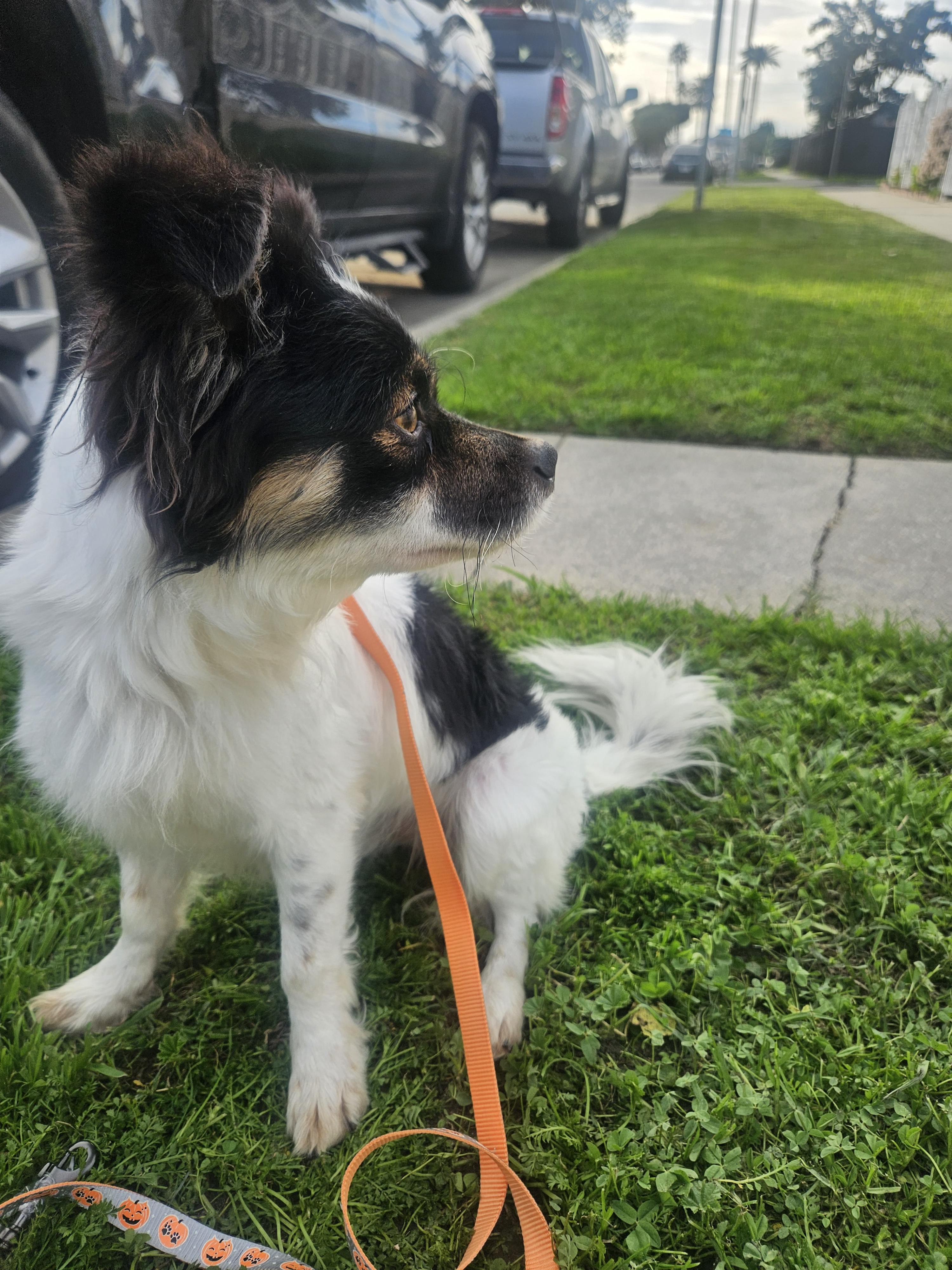 Enlarge Lucky, an adopted mixed breed in Los Angeles, CA image 4/5
