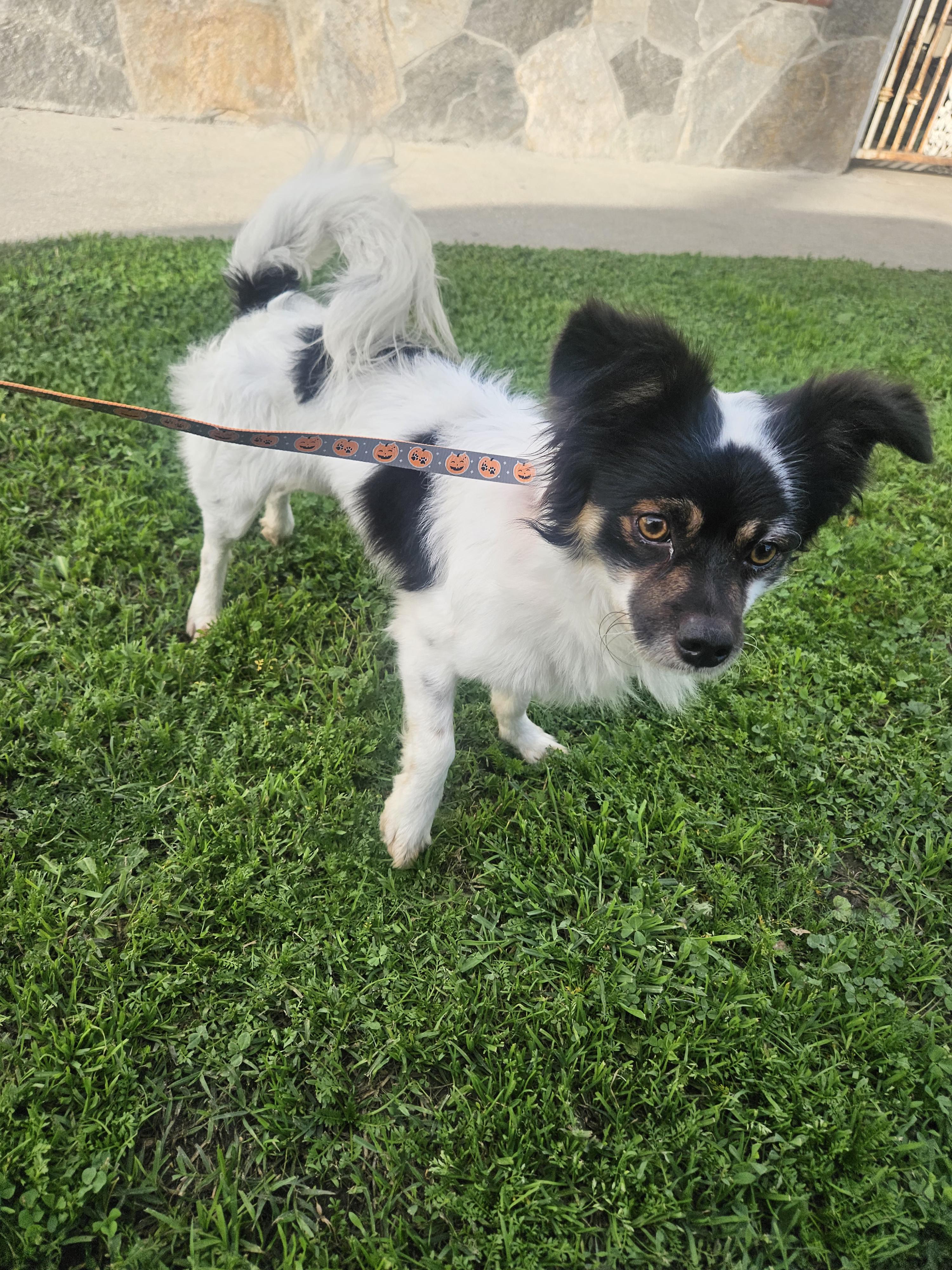 Enlarge Lucky, an adopted mixed breed in Los Angeles, CA image 1/5