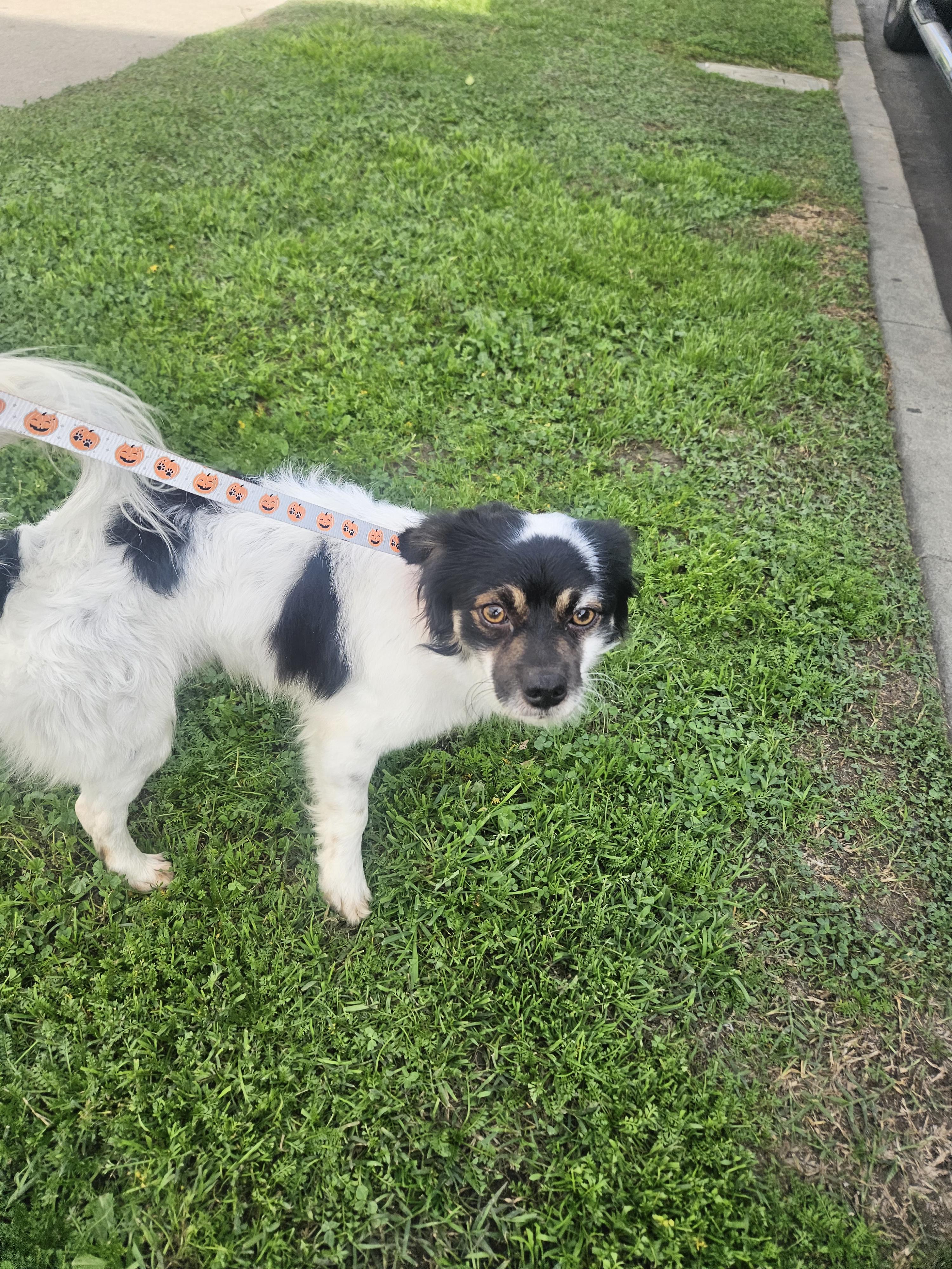 Enlarge Lucky, an adopted mixed breed in Los Angeles, CA image 5/5
