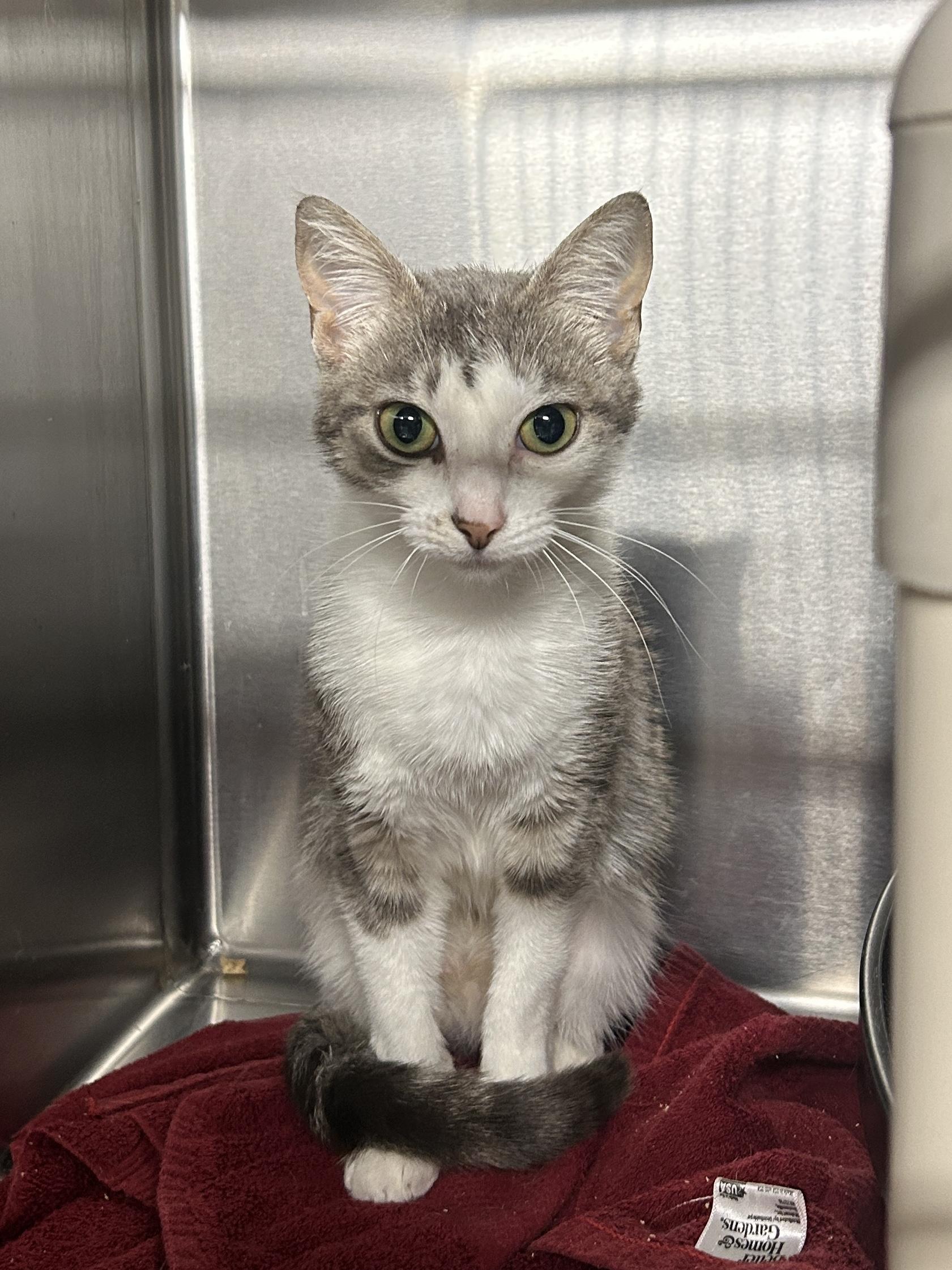 Enlarge Alaska, a Adoptable Domestic Short Hair in North East, MD image 1/1