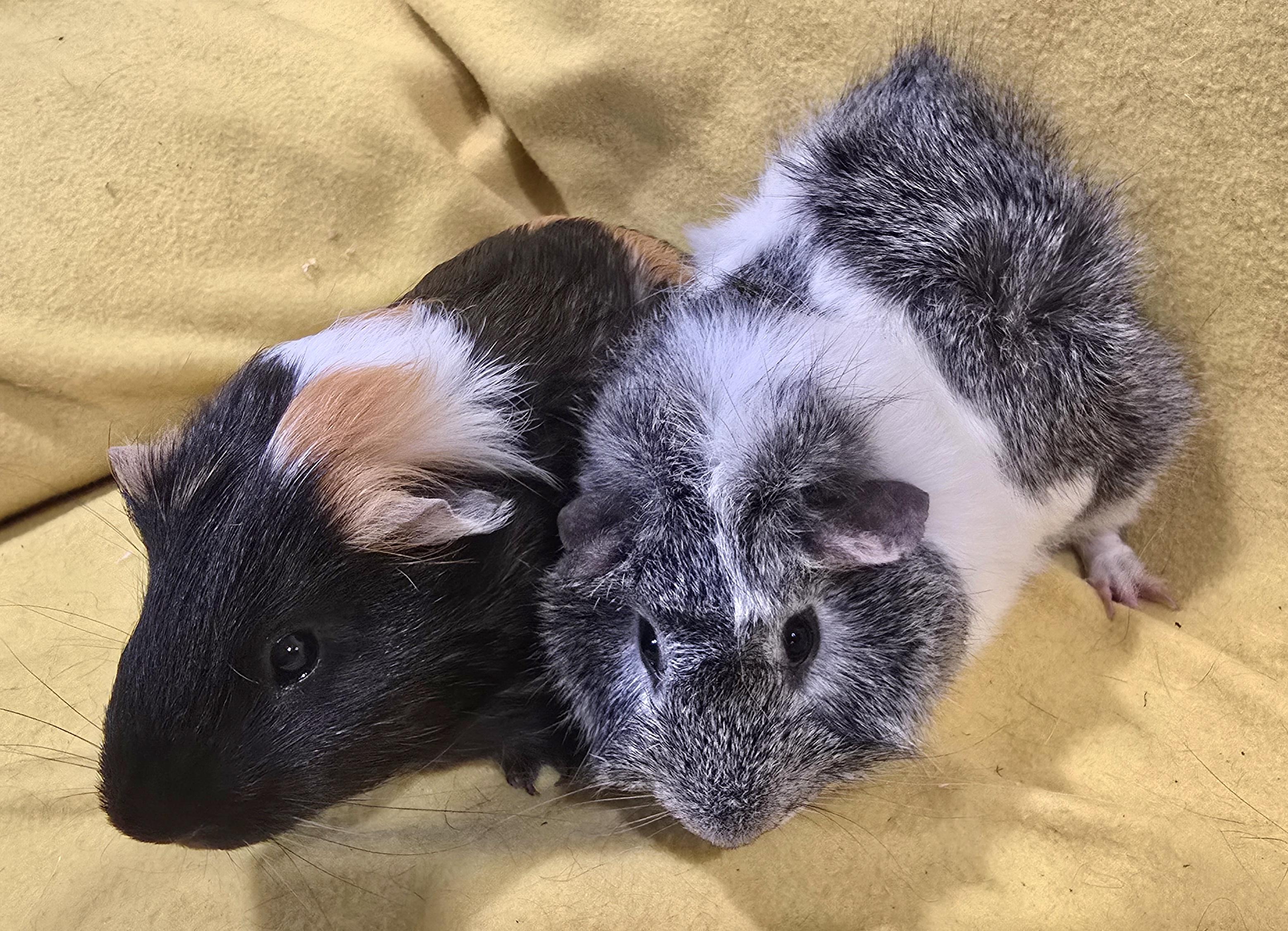 Enlarge Fargo and Dakota, a Adoptable Guinea Pig in New Kensington, PA image 3/3