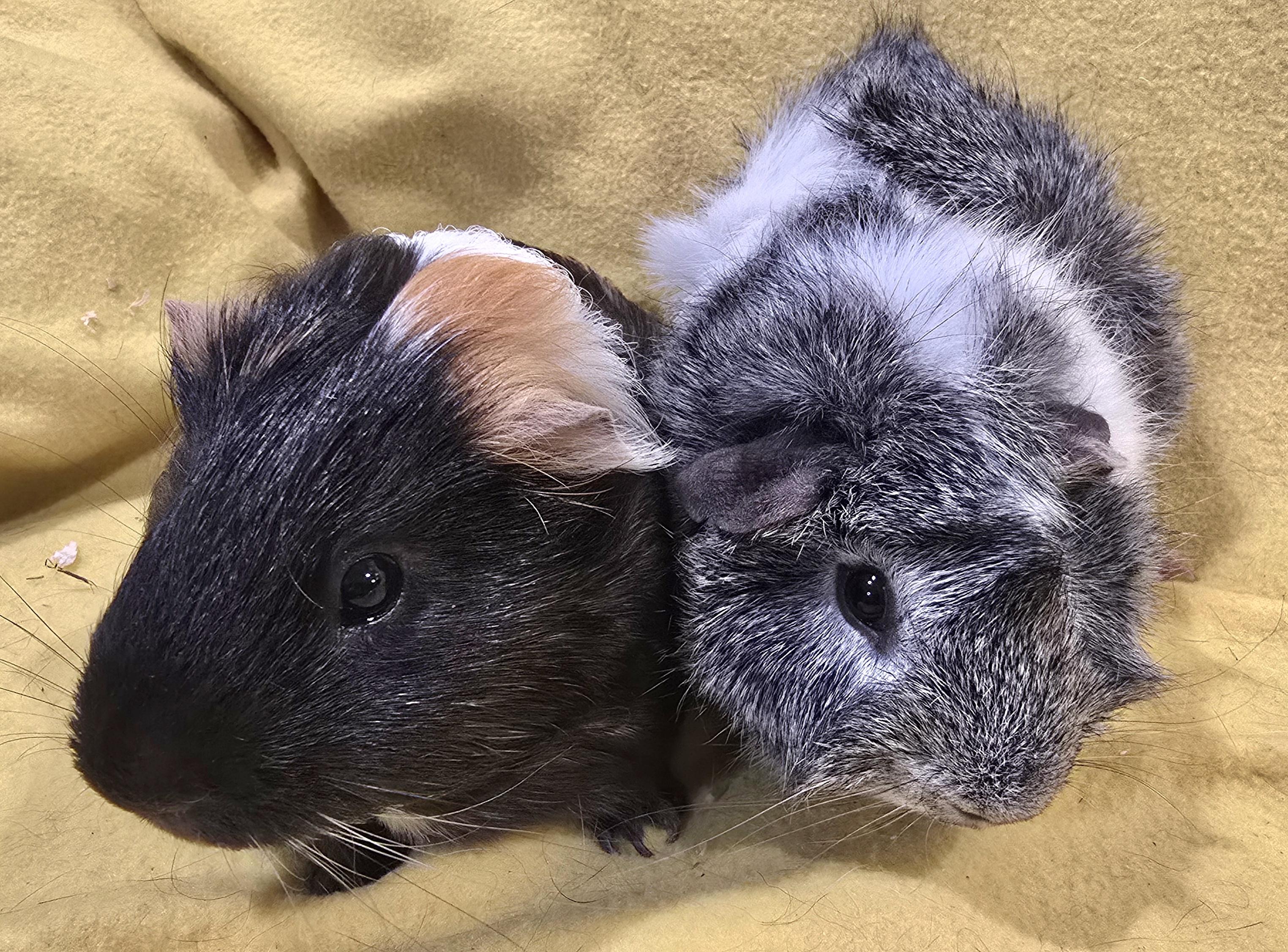 Fargo and Dakota, Adoptable, Young Male Guinea Pig.