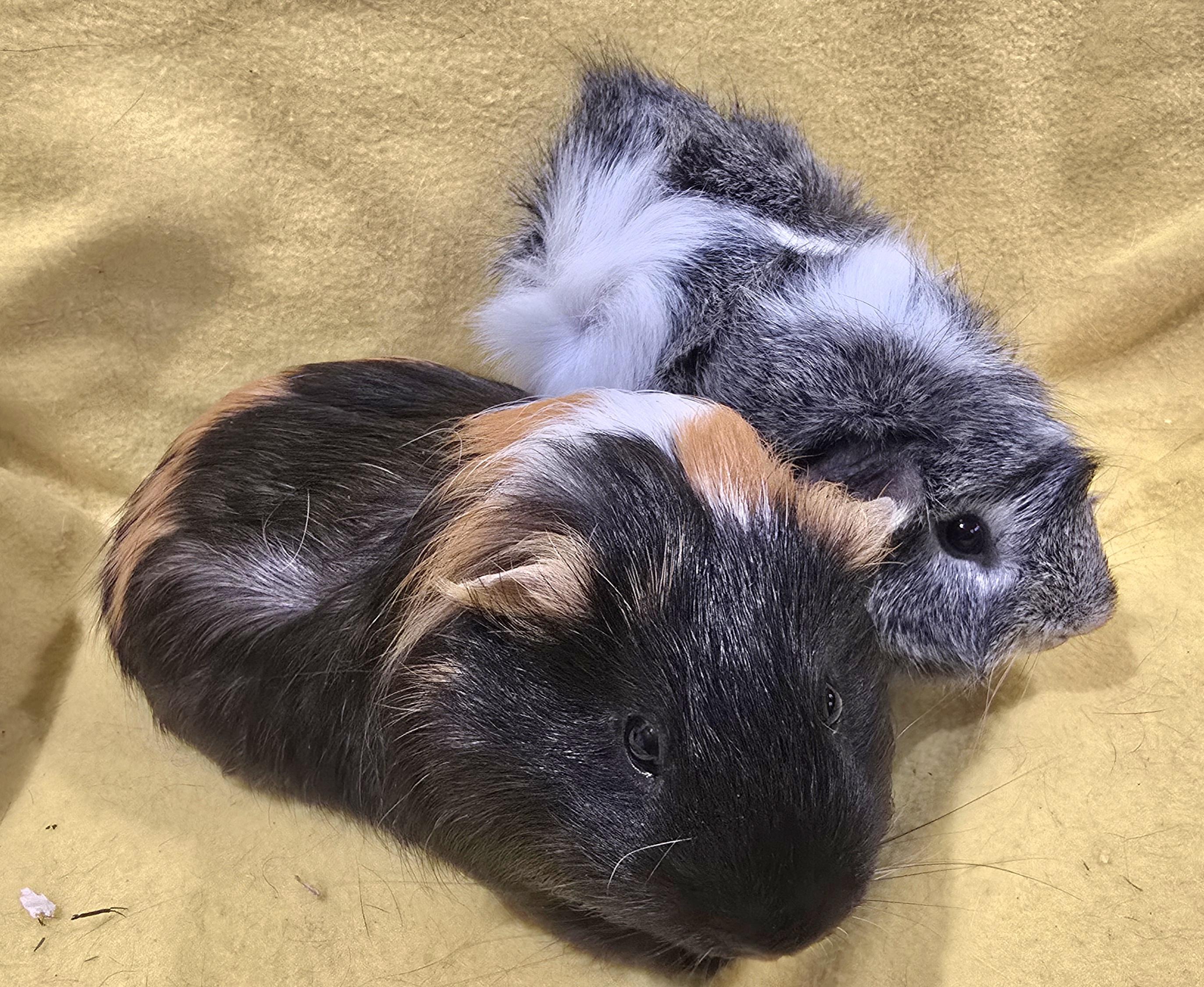 Enlarge Fargo and Dakota, a Adoptable Guinea Pig in New Kensington, PA image 2/3