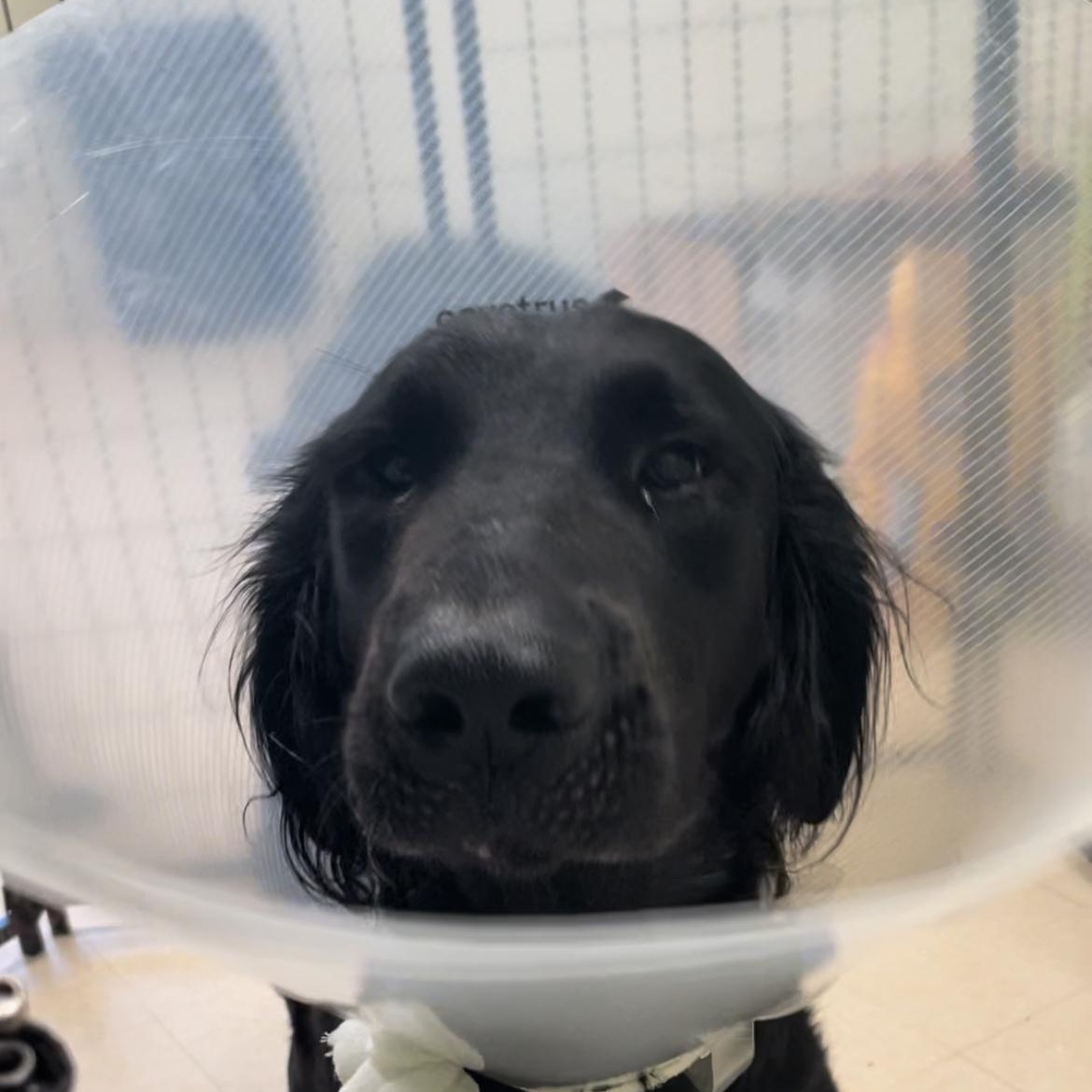 Ruger, an adoptable Flat-Coated Retriever, Setter in Magnolia, TX, 77355 | Photo Image 4