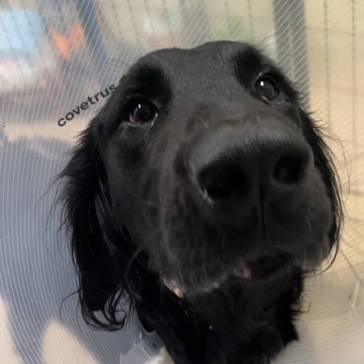 Ruger, an adoptable Flat-Coated Retriever, Setter in Magnolia, TX, 77355 | Photo Image 1