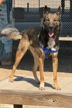 Hustle GDP, Adoptable, Adult Male German Shepherd Dog.