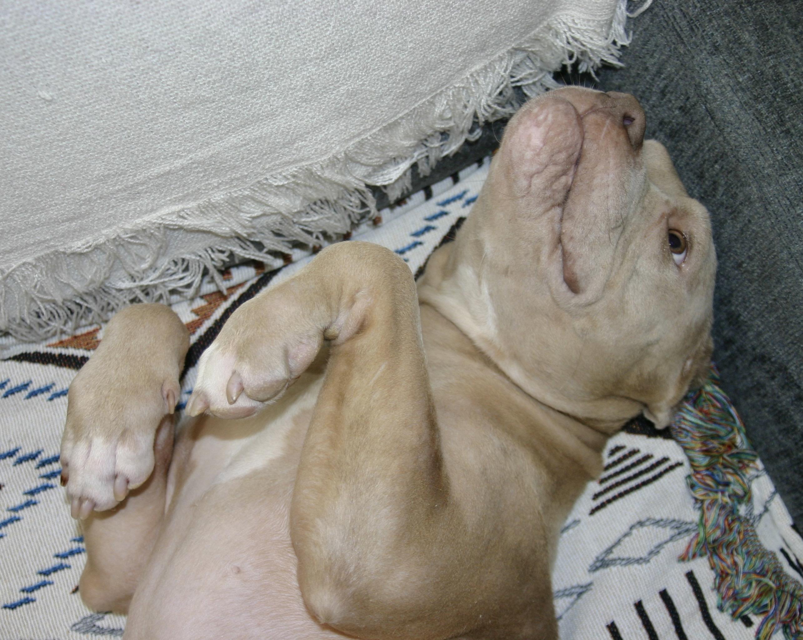 Biscuit, a ADOPTABLE mixed breed in Tallahassee, FL image 4/5