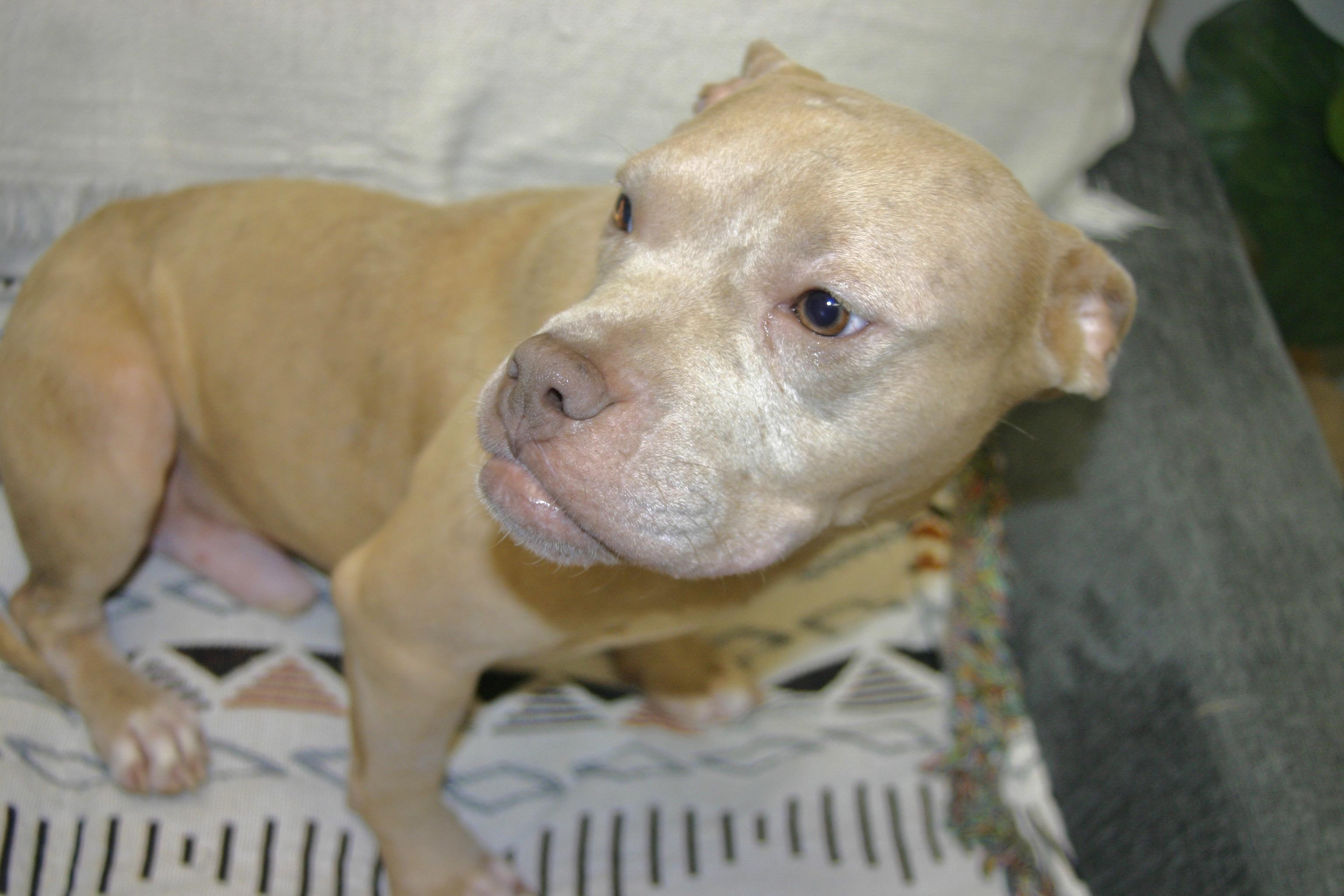 Biscuit, a ADOPTABLE mixed breed in Tallahassee, FL image 5/5