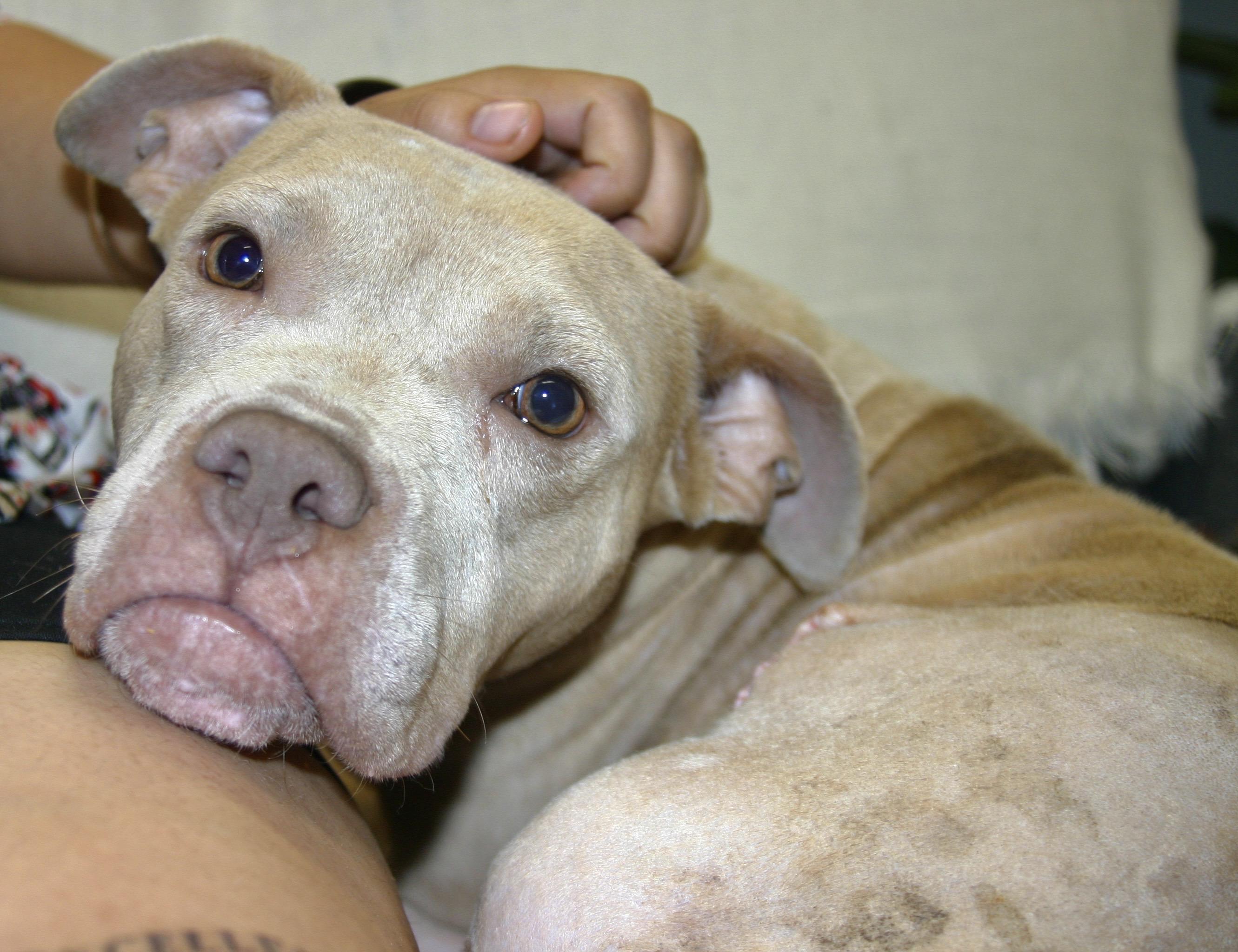 Biscuit, a ADOPTABLE mixed breed in Tallahassee, FL image 3/5