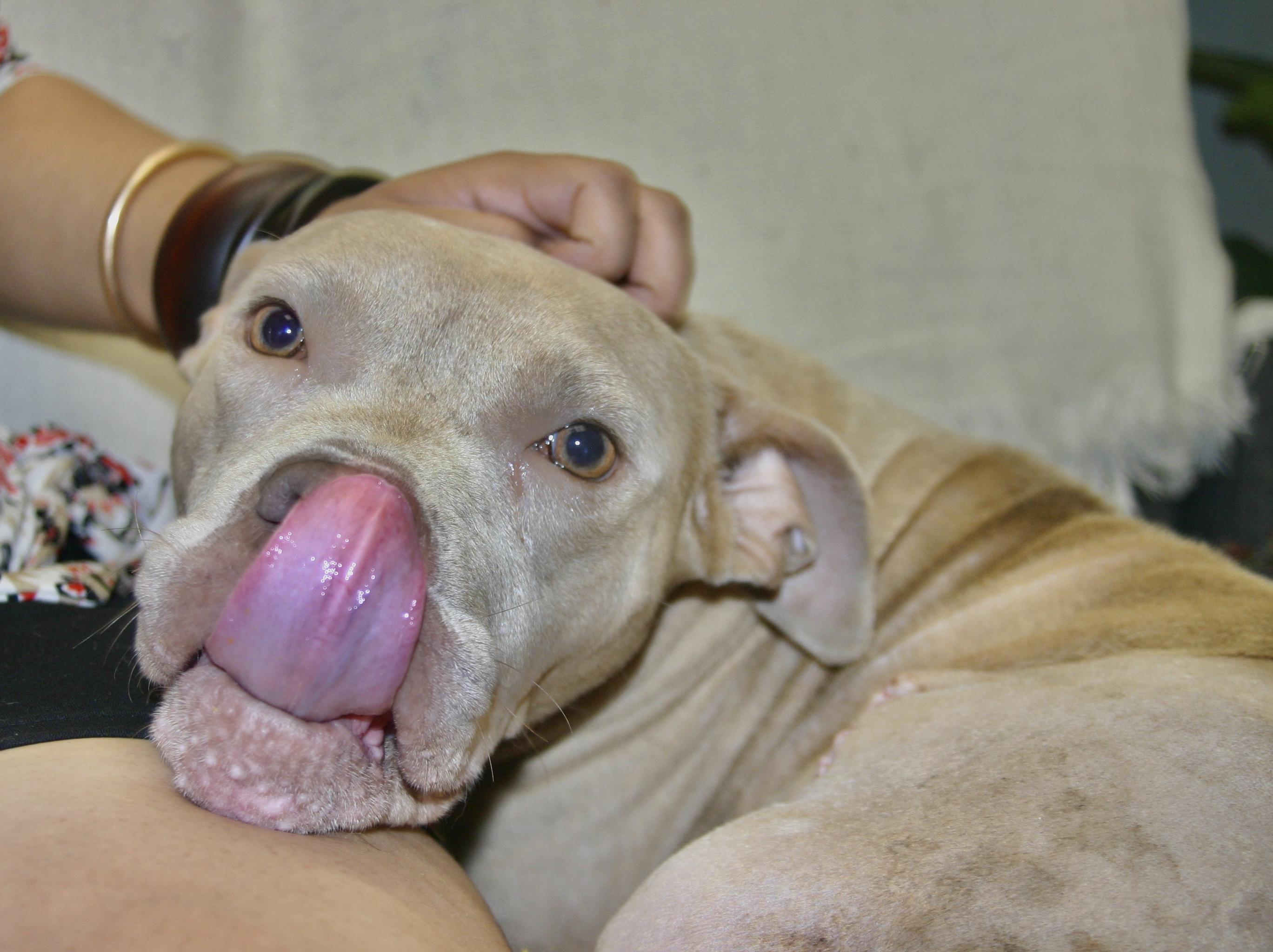 Biscuit, ADOPTABLE, Young Male Pit Bull Terrier.