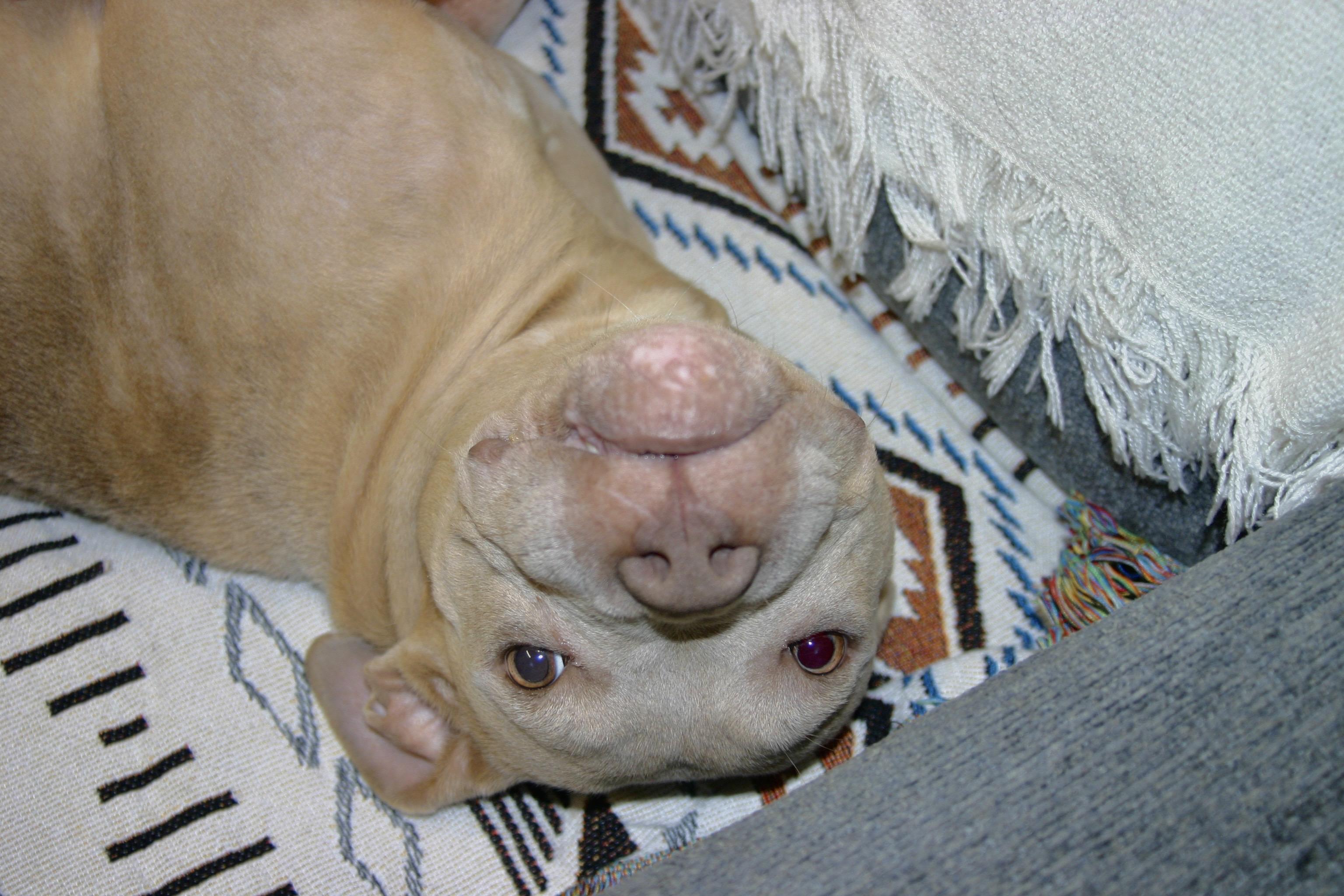 Biscuit, a ADOPTABLE mixed breed in Tallahassee, FL image 2/5