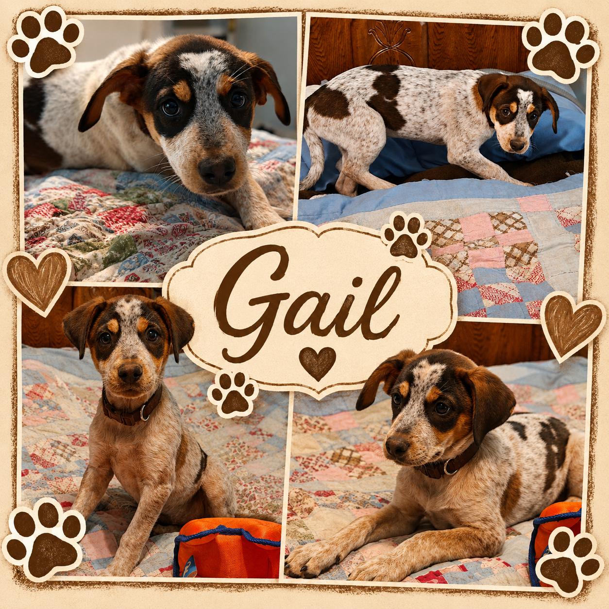 Enlarge Gail, a ADOPTABLE mixed breed in Jackson, TN image 1/1