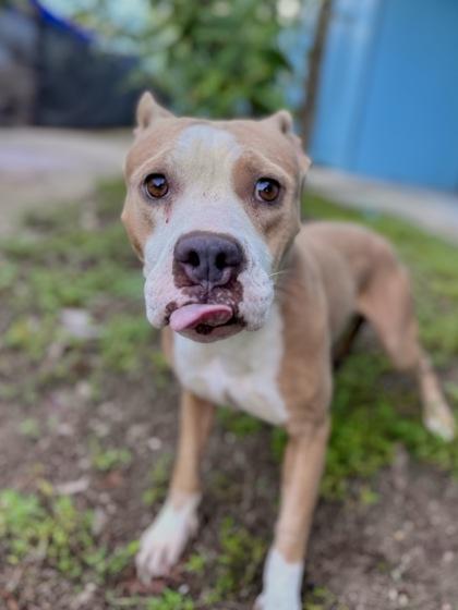 Rue, a Adoptable Mixed Breed in New Orleans, LA image 2/2