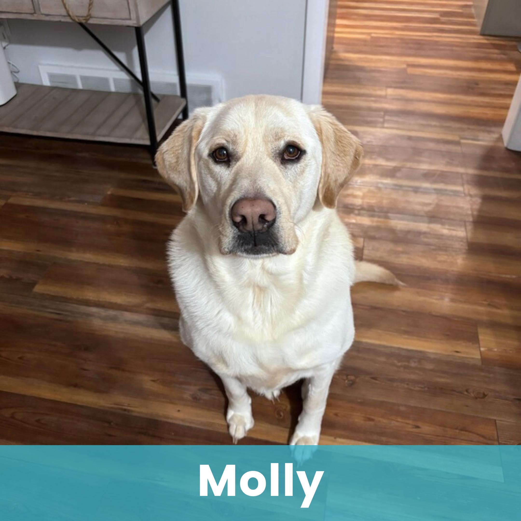 Molly, ADOPTABLE, Adult Female Labrador Retriever.