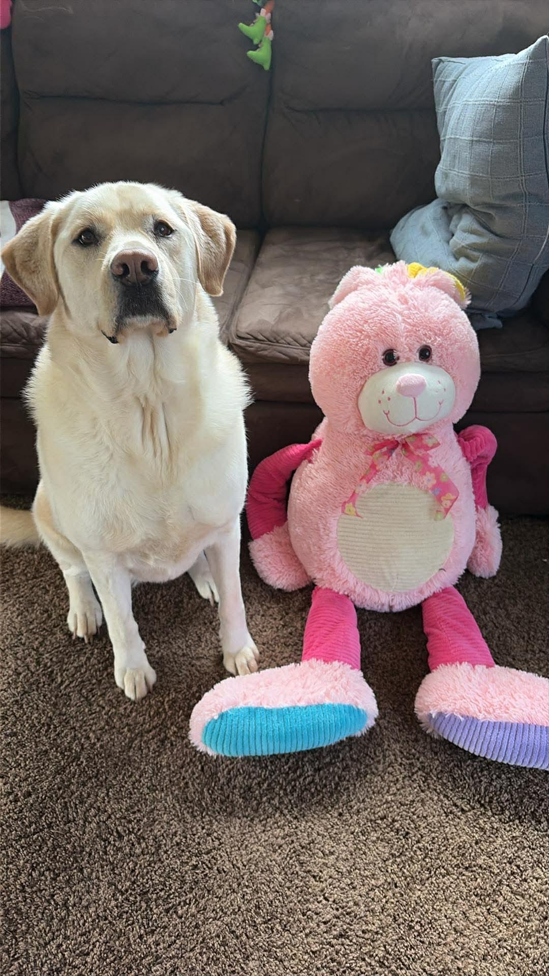 Enlarge Molly, a ADOPTABLE mixed breed in Rochester , NY image 2/6