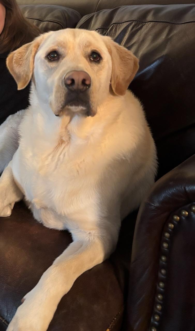 Enlarge Molly, a ADOPTABLE mixed breed in Rochester , NY image 5/6