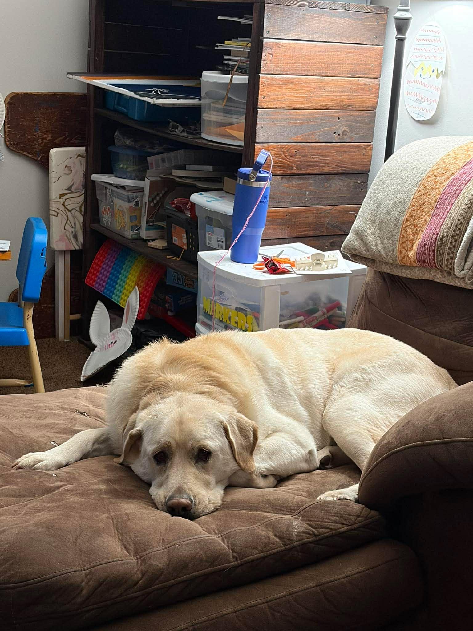 Enlarge Molly, a ADOPTABLE mixed breed in Rochester , NY image 6/6