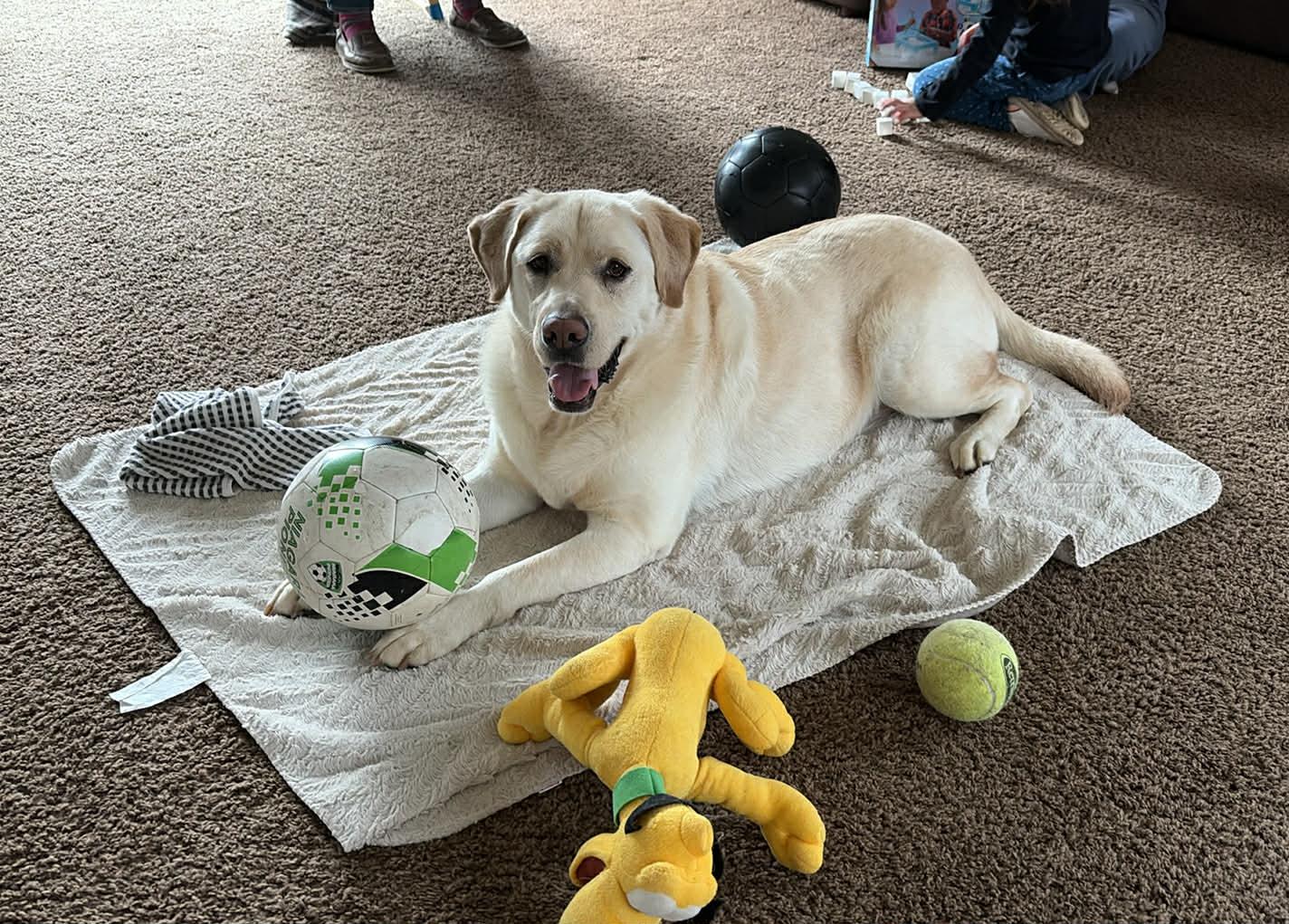 Enlarge Molly, a ADOPTABLE mixed breed in Rochester , NY image 4/6