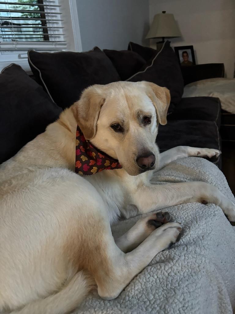 Enlarge Molly, a ADOPTABLE mixed breed in Rochester , NY image 3/6