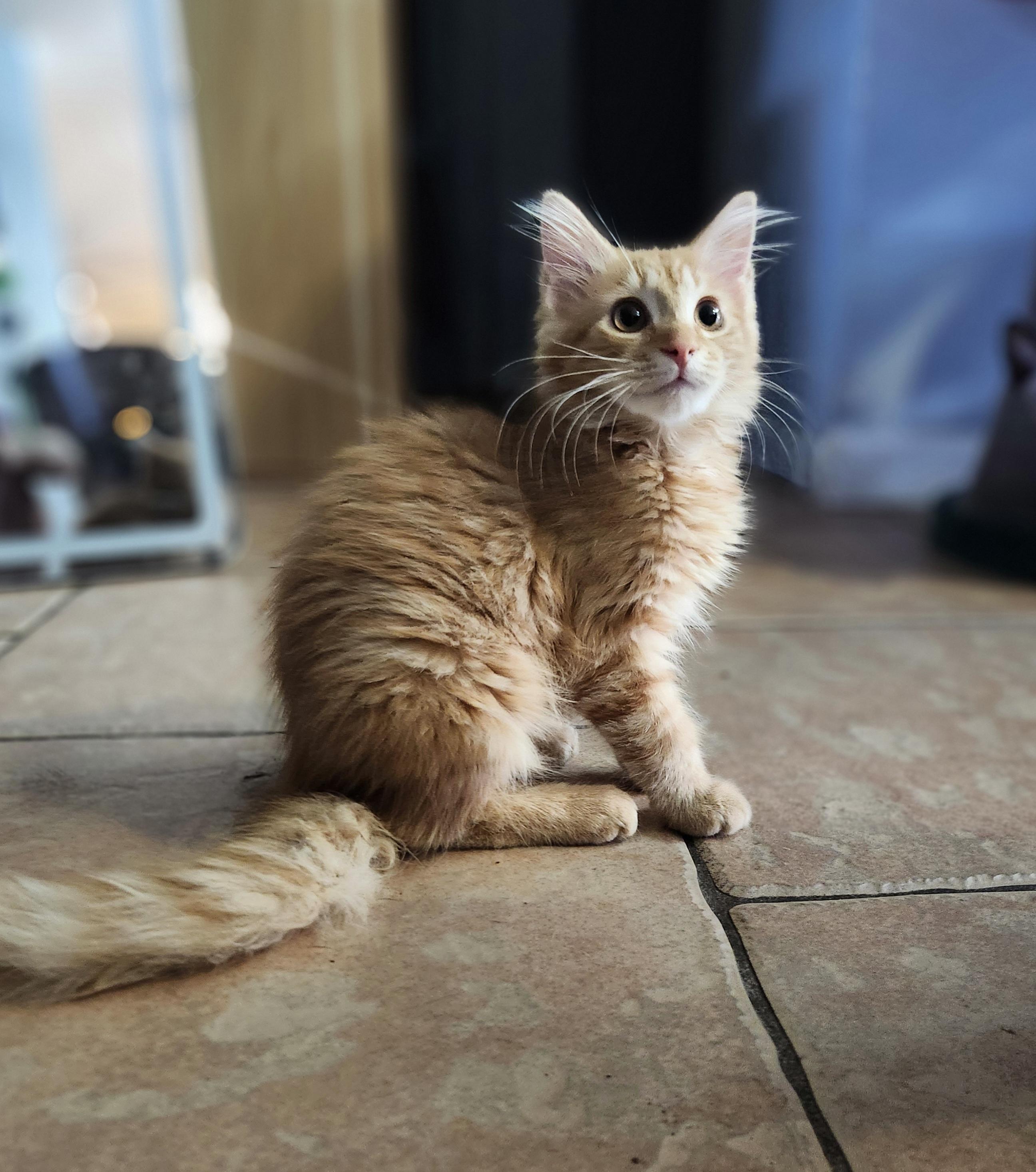 Enlarge Solune, a ADOPTABLE Domestic Long Hair in Sunrise, FL image 3/6